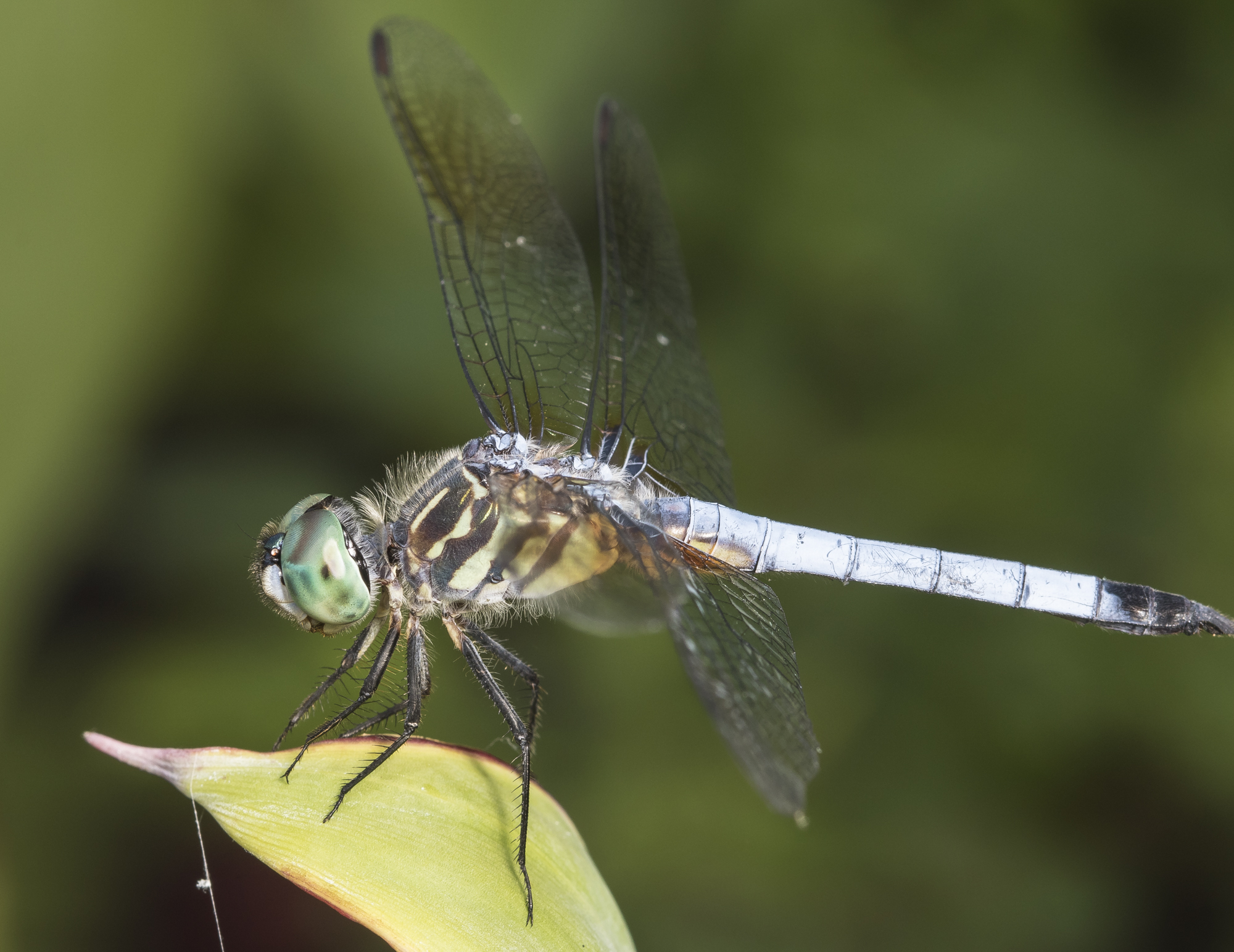 Blue dasher dragonfly