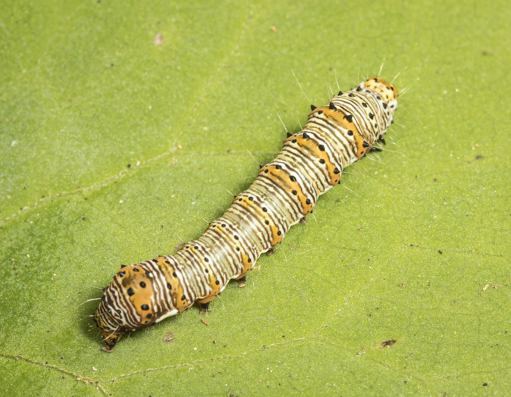 Eight-spotted forester larva