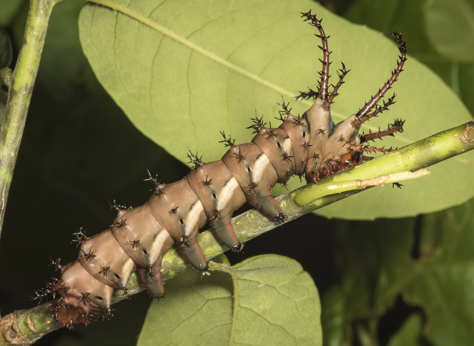 Hickory Horned Devil