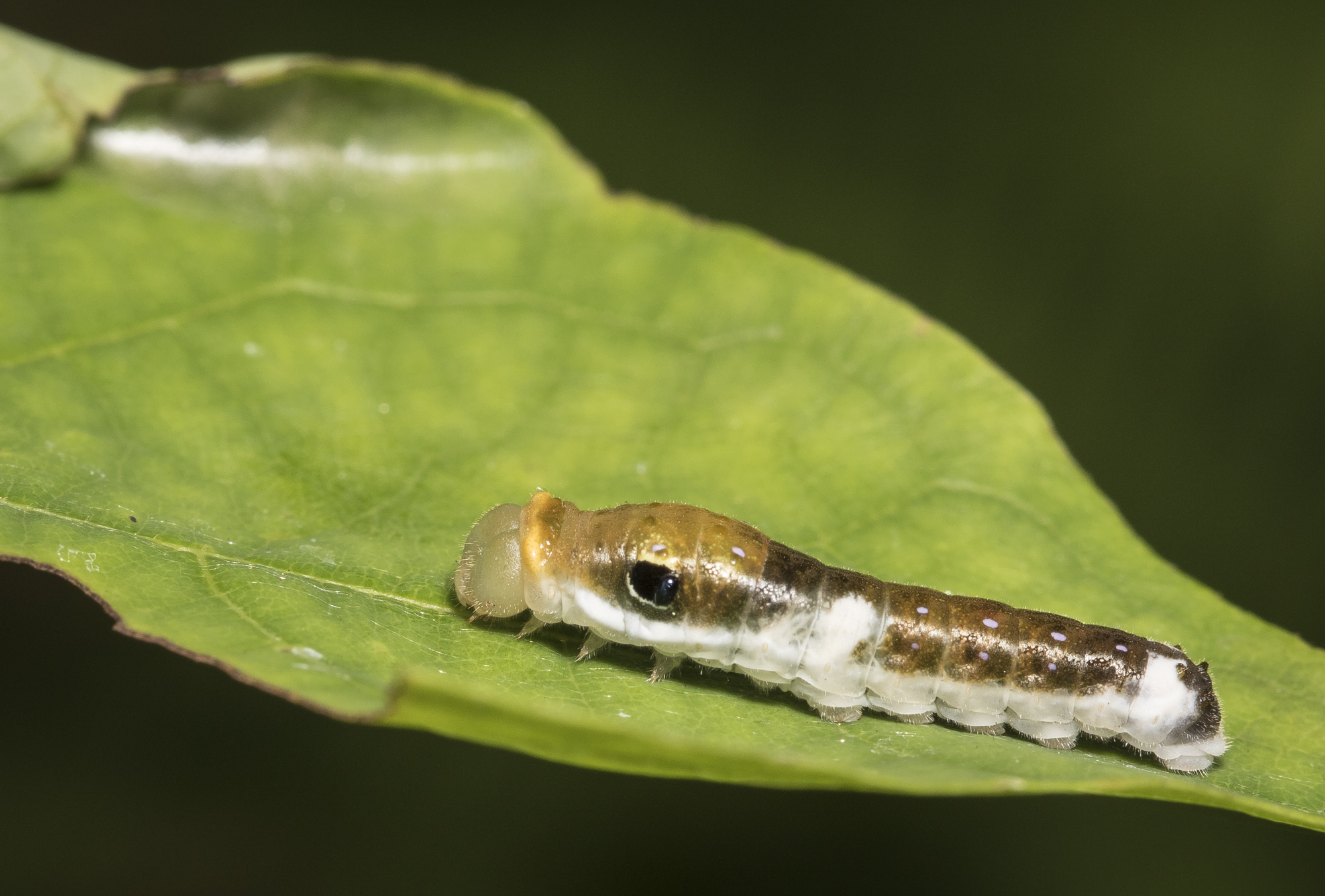 Spicebush swallowtail larva