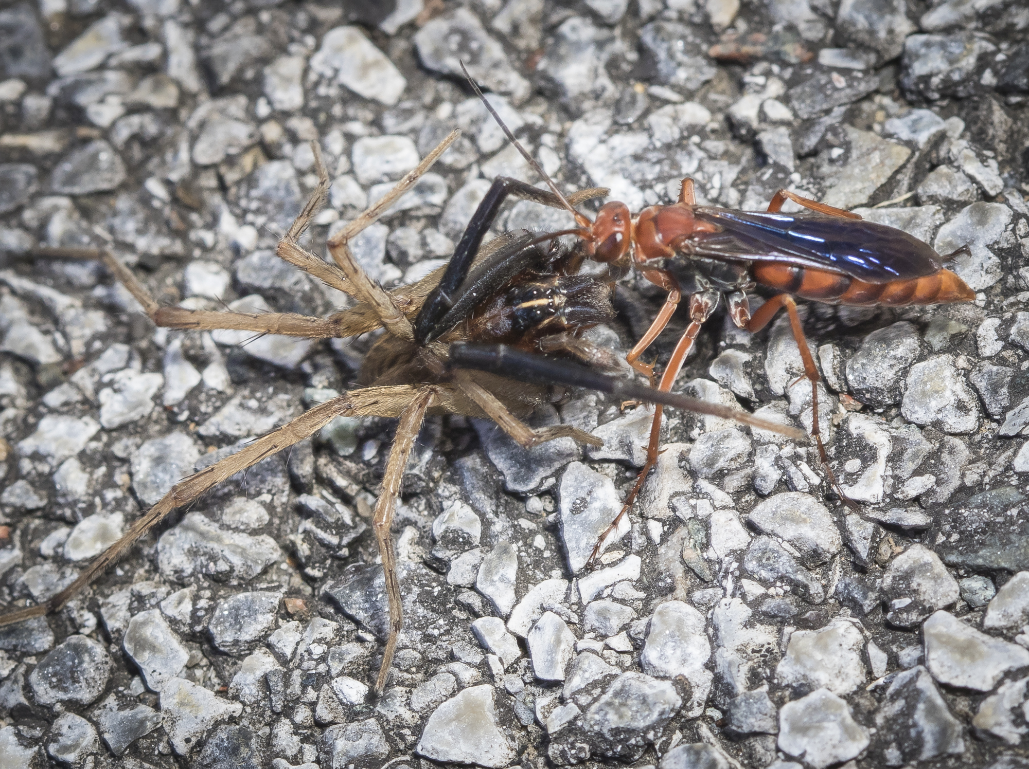 Spider Wasps (Pompilidae) - Damascus, VA; possibly Tachypompilu