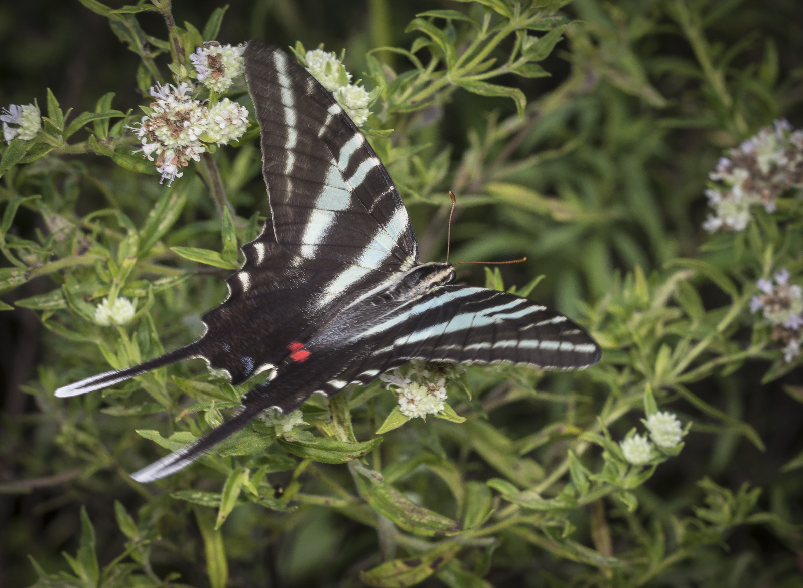 Zebra swallowtail nectaring showing blue in wing