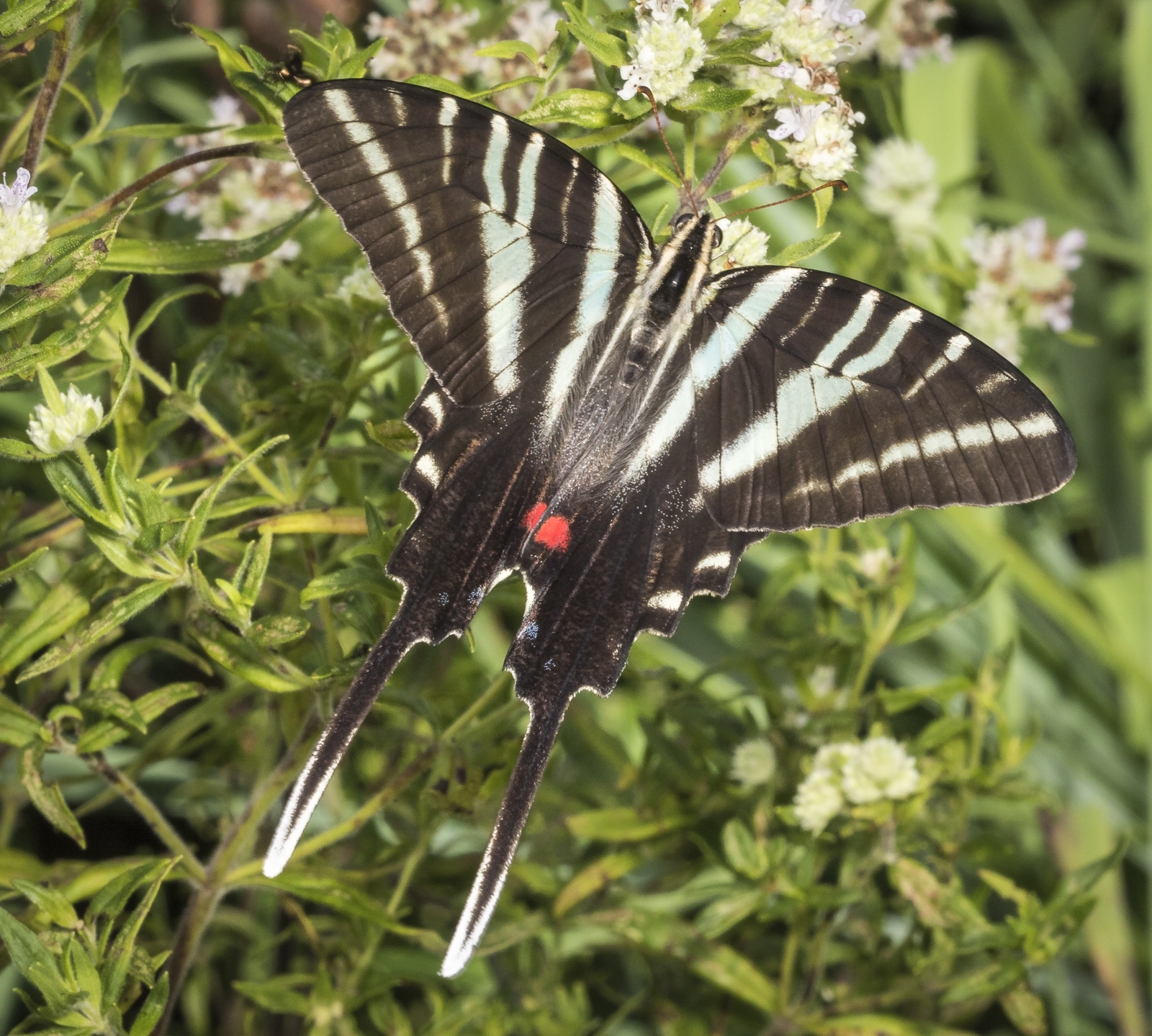 Zebra swallowtail nectaring