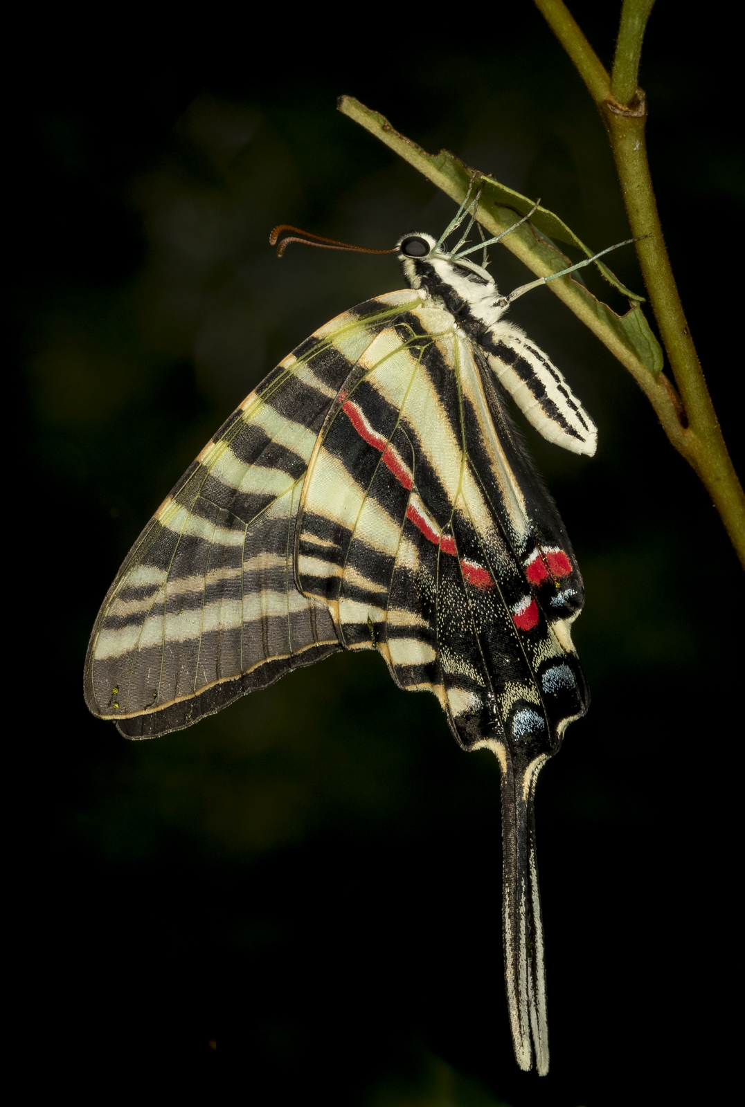 Zebra swallowtail shortly after emergence
