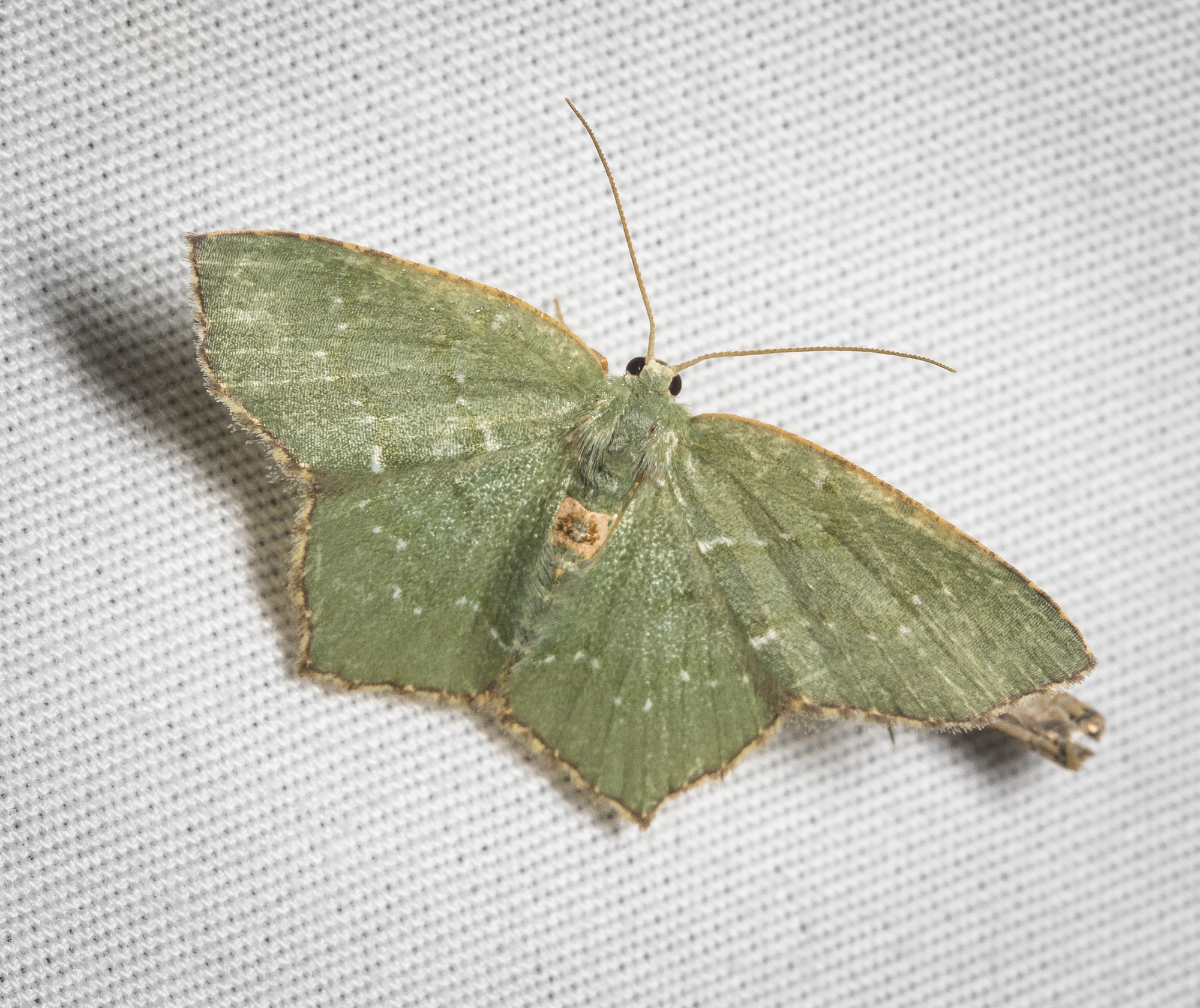 Angle-winged emerald, Chloropteryx tepperaria
