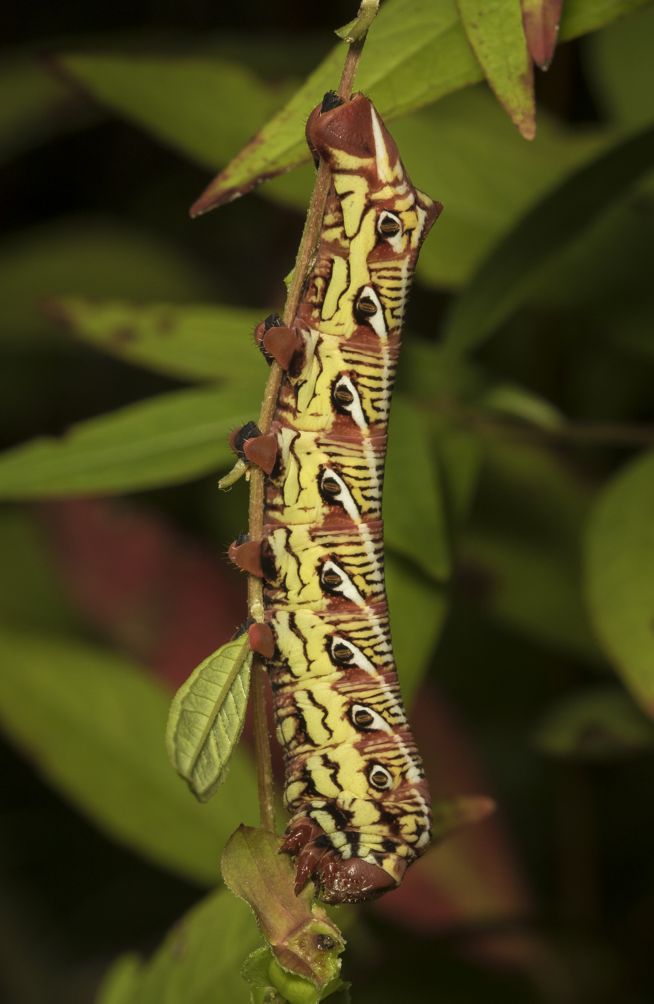 Banded sphinx larva red form