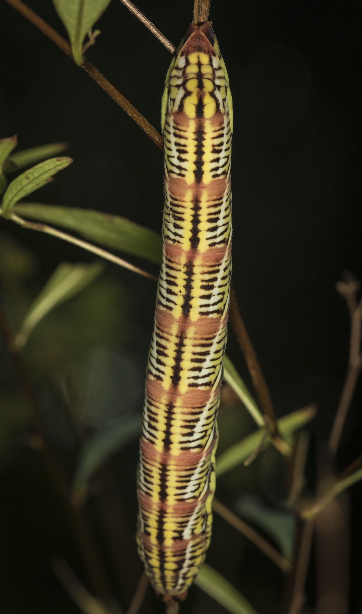 Banded sphinx larva reddish-green form dorsal view