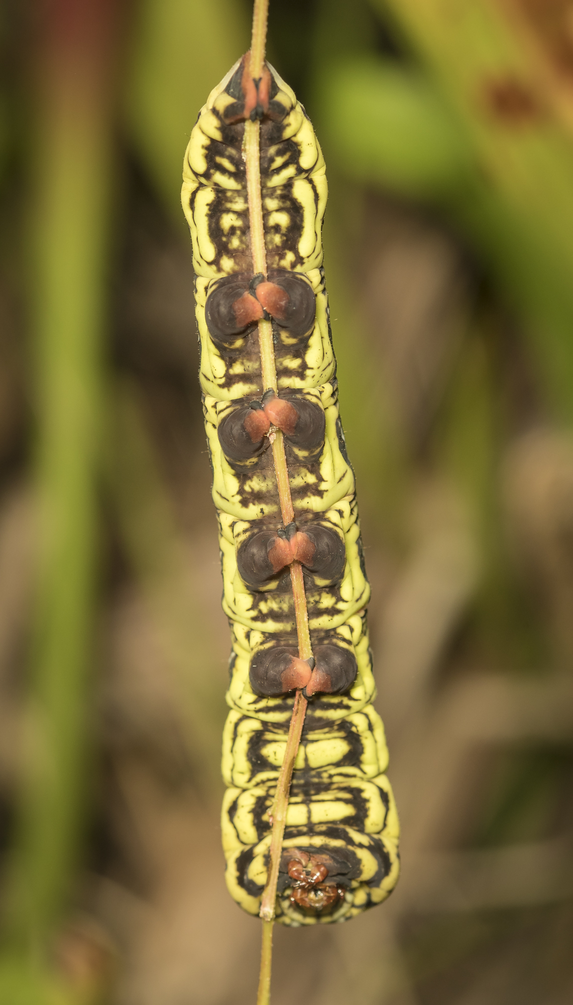 Banded sphinx larva reddish-green form ventral view