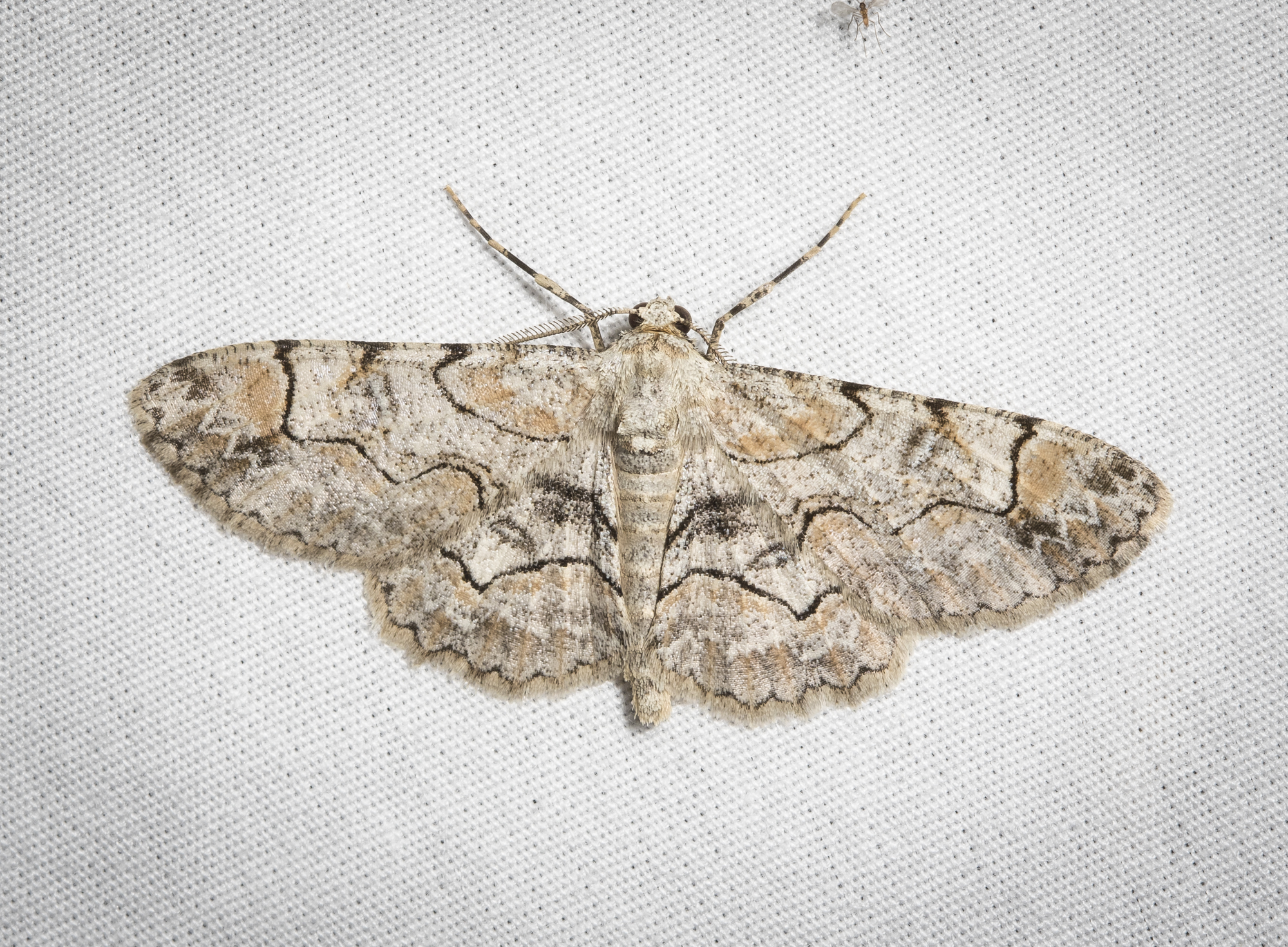 Bent-line Gray, Iridopsis larvaria