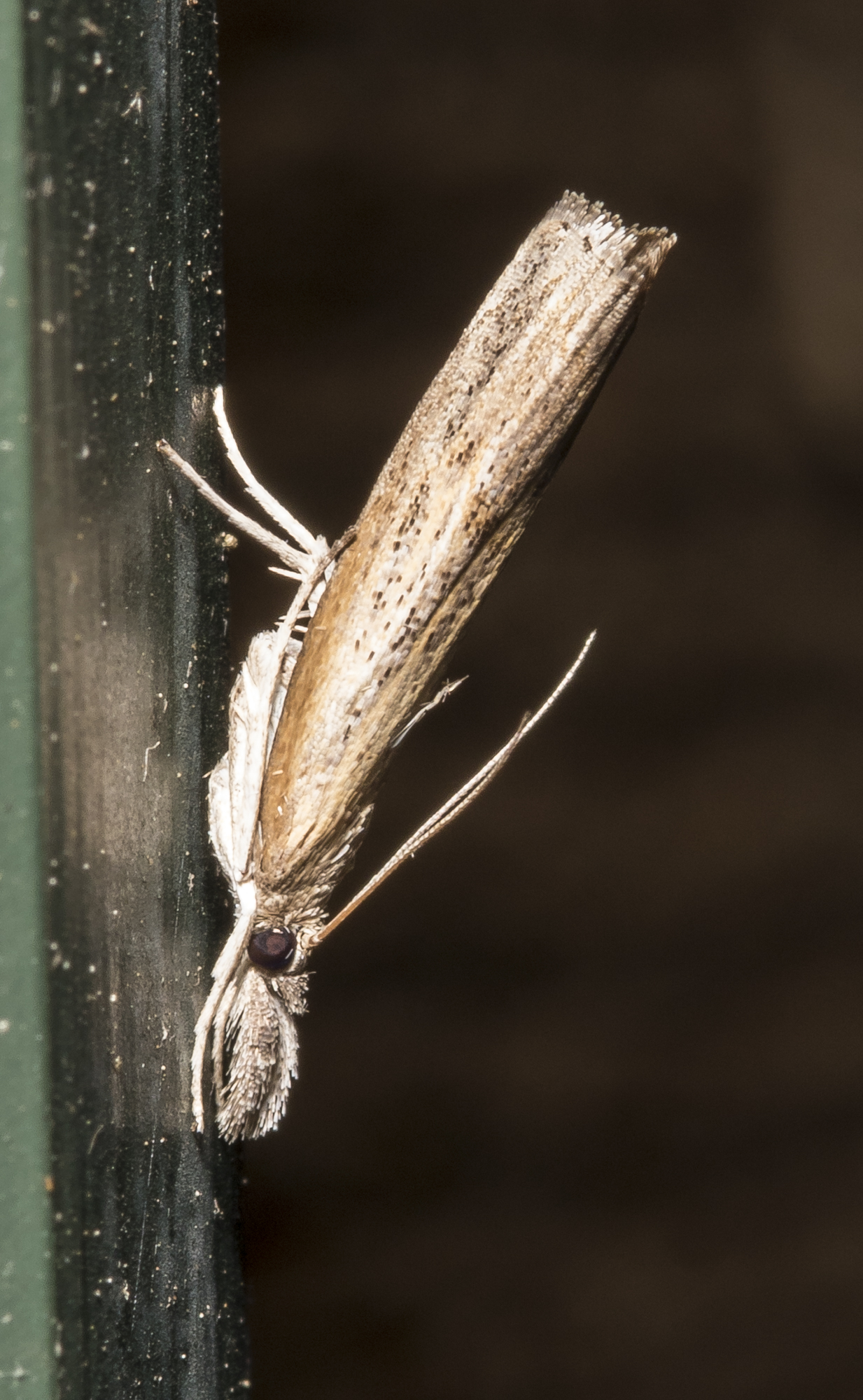 Changenable Grass Veneer?nn