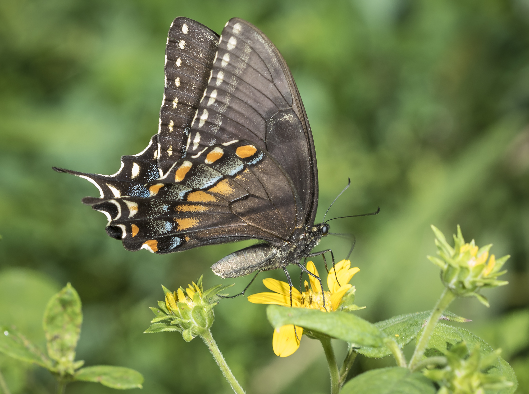 Eastern tiger swallowtail female dark morph