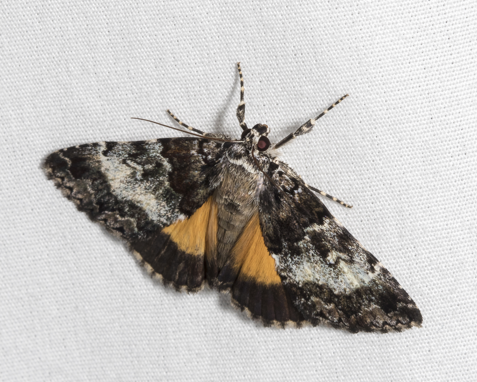 False Underwing - Allotria elonympha?