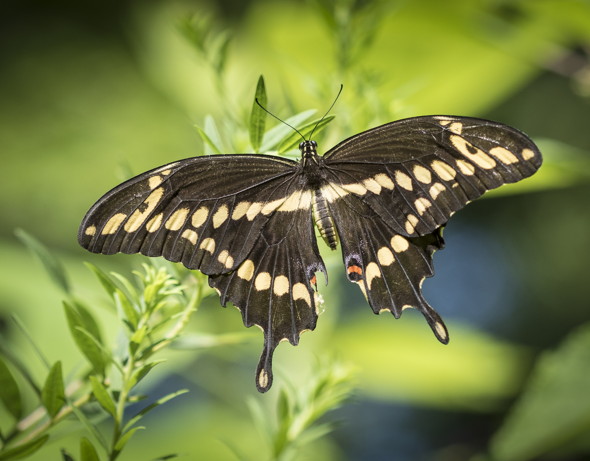 Giant swallowtail resting close up