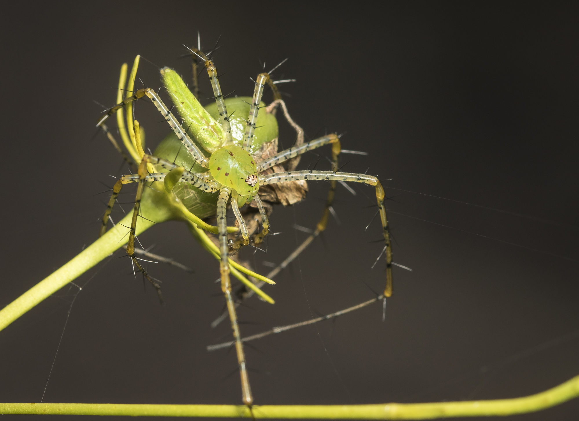 Green lynx spider malegg