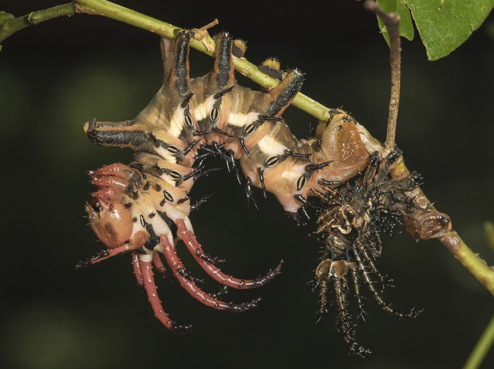 hickory horned devil after shedding its skin