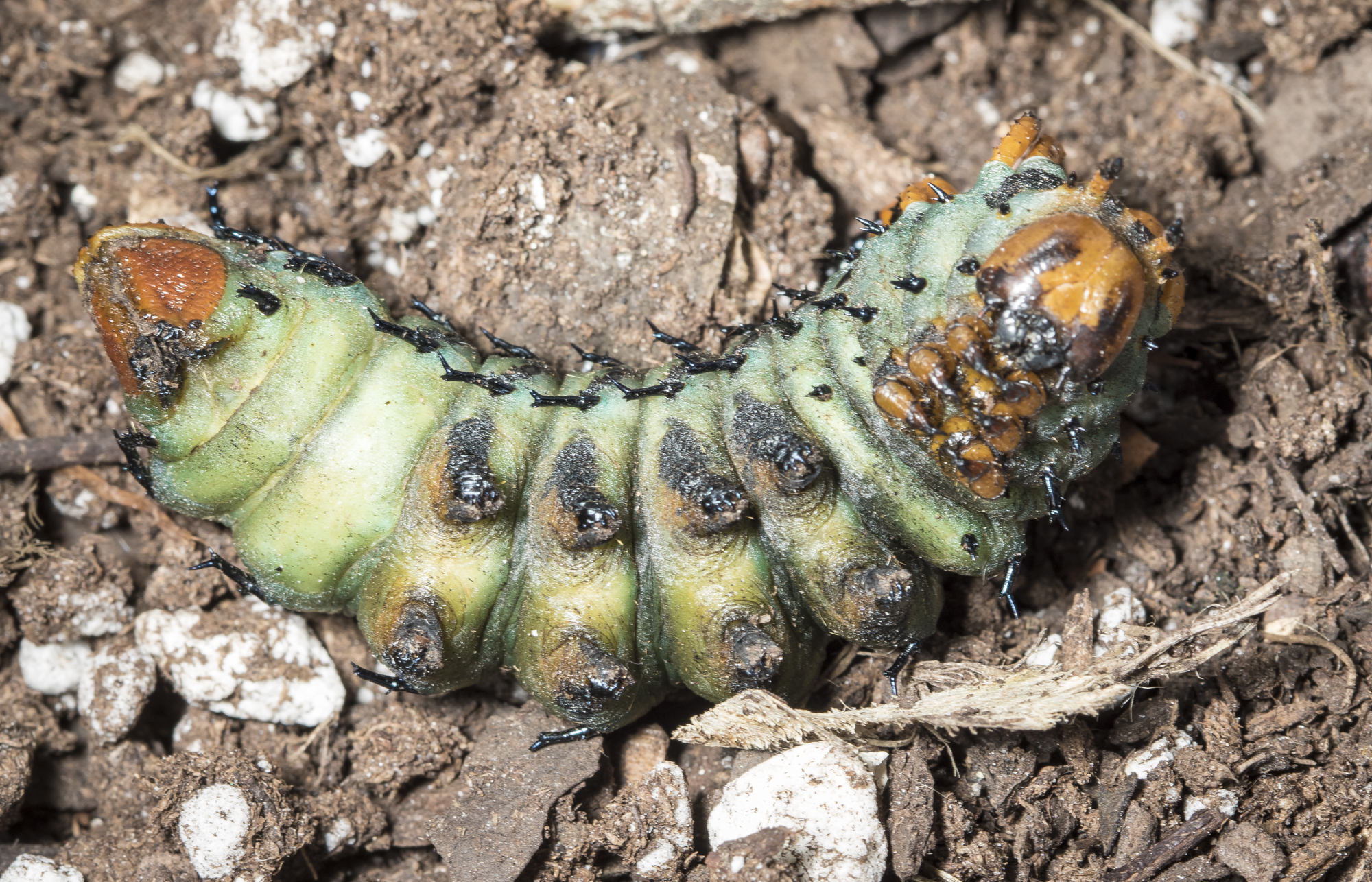 Hickory horned devil approaching pupation