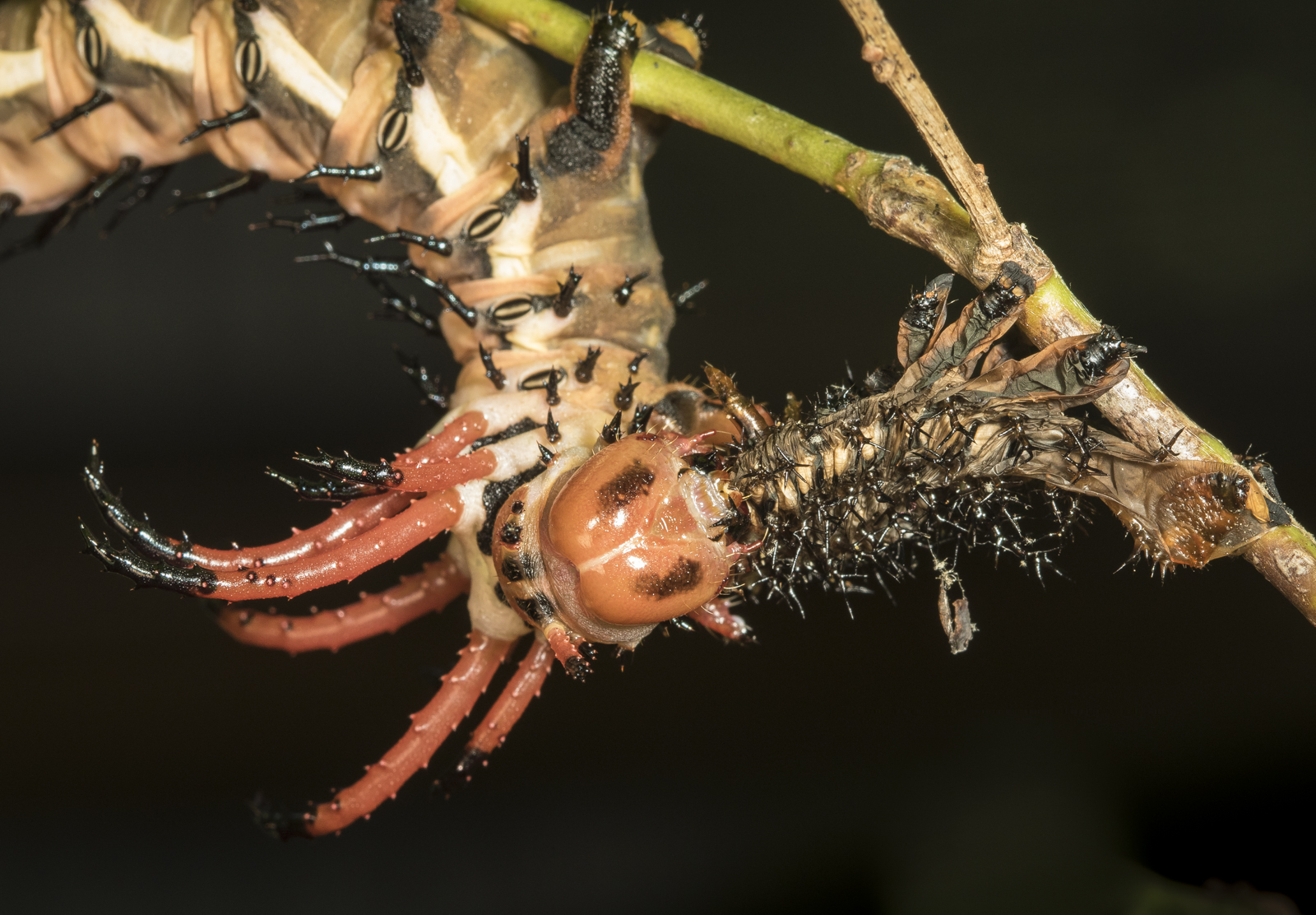 Hickory horned devil eating its shed skin