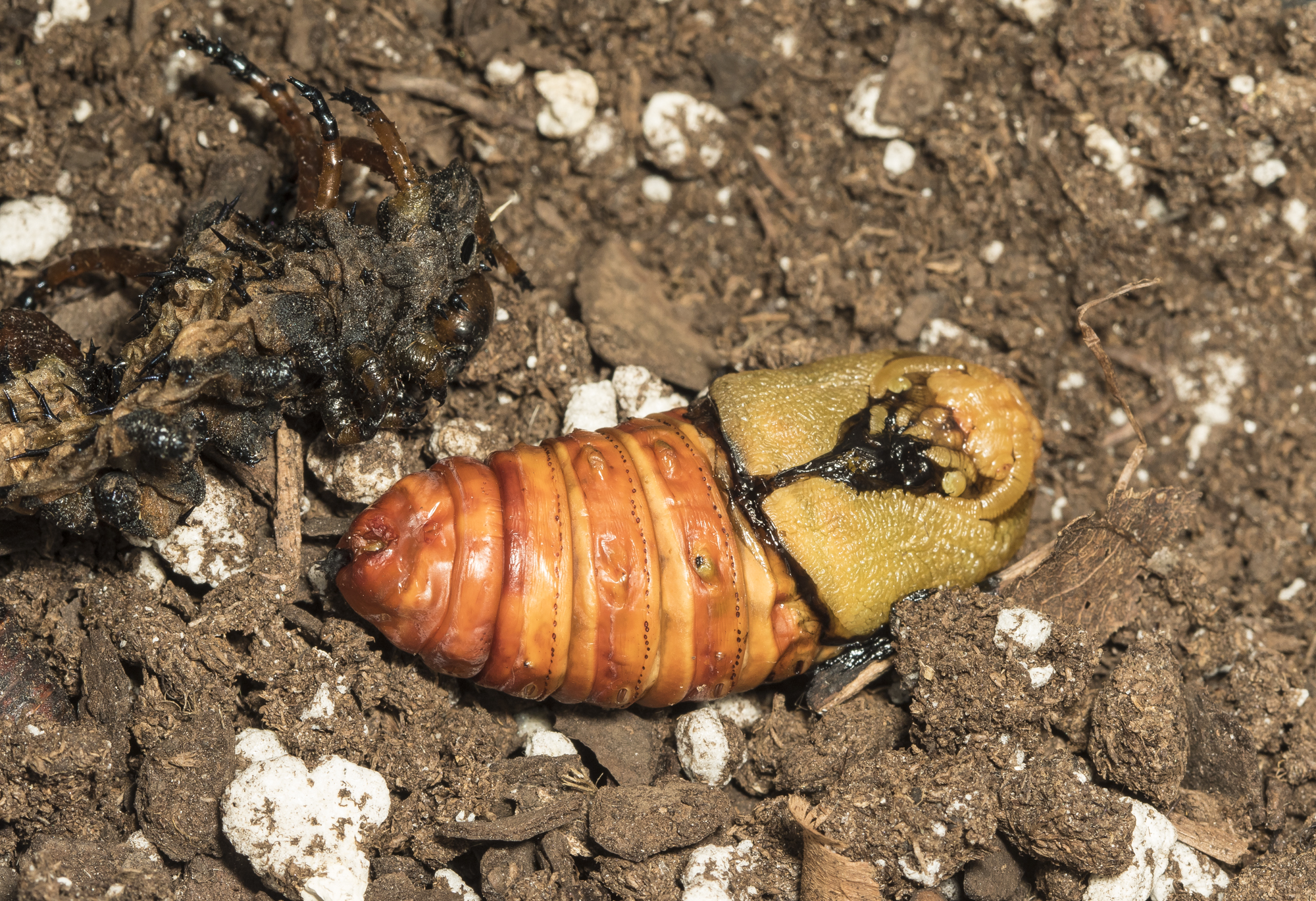 Hickory horned devil  fresh pupa