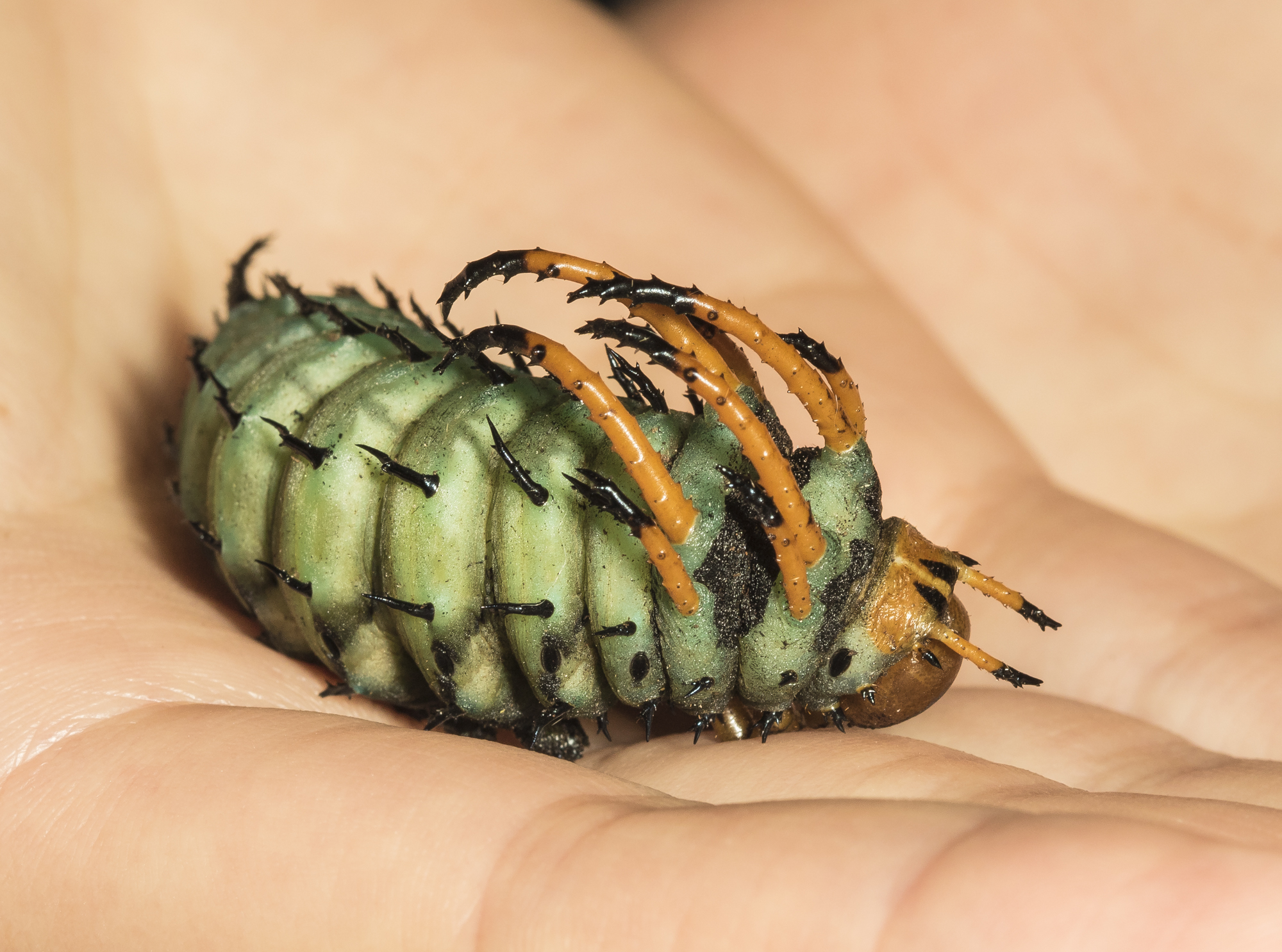 hickory horned devil shrinking for pupation