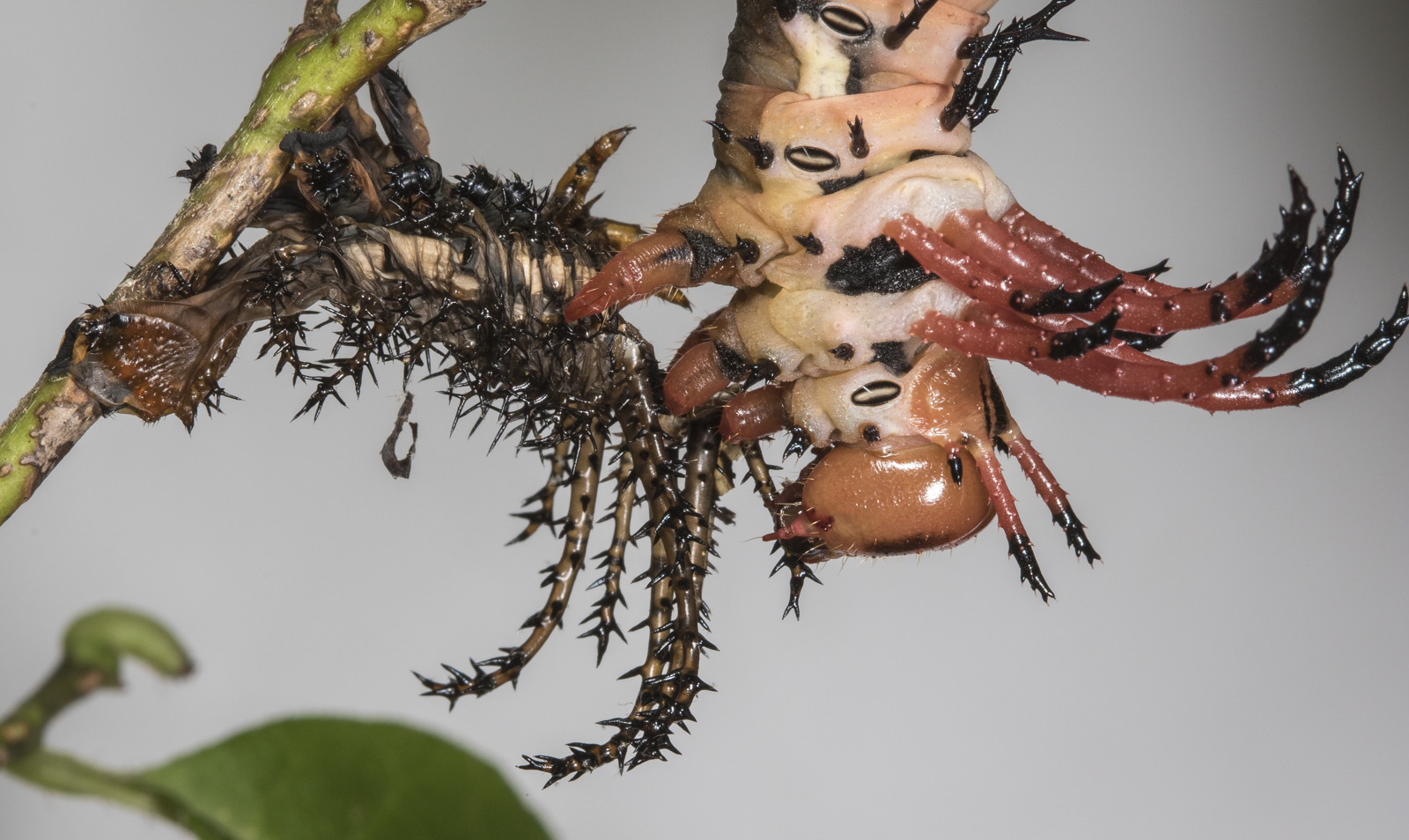 Hickory horned devil starting to eat its shed skin