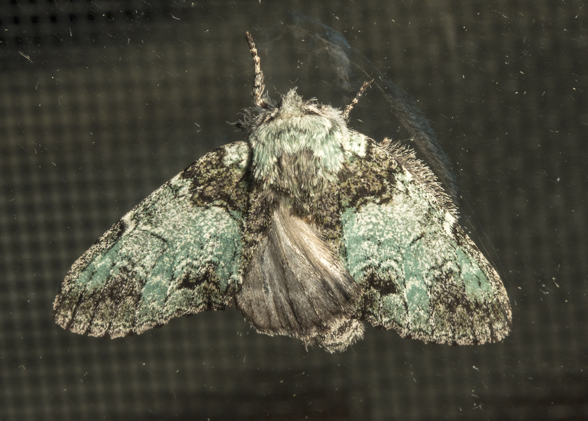 Mottled prominent, Macrurocampa marthesia