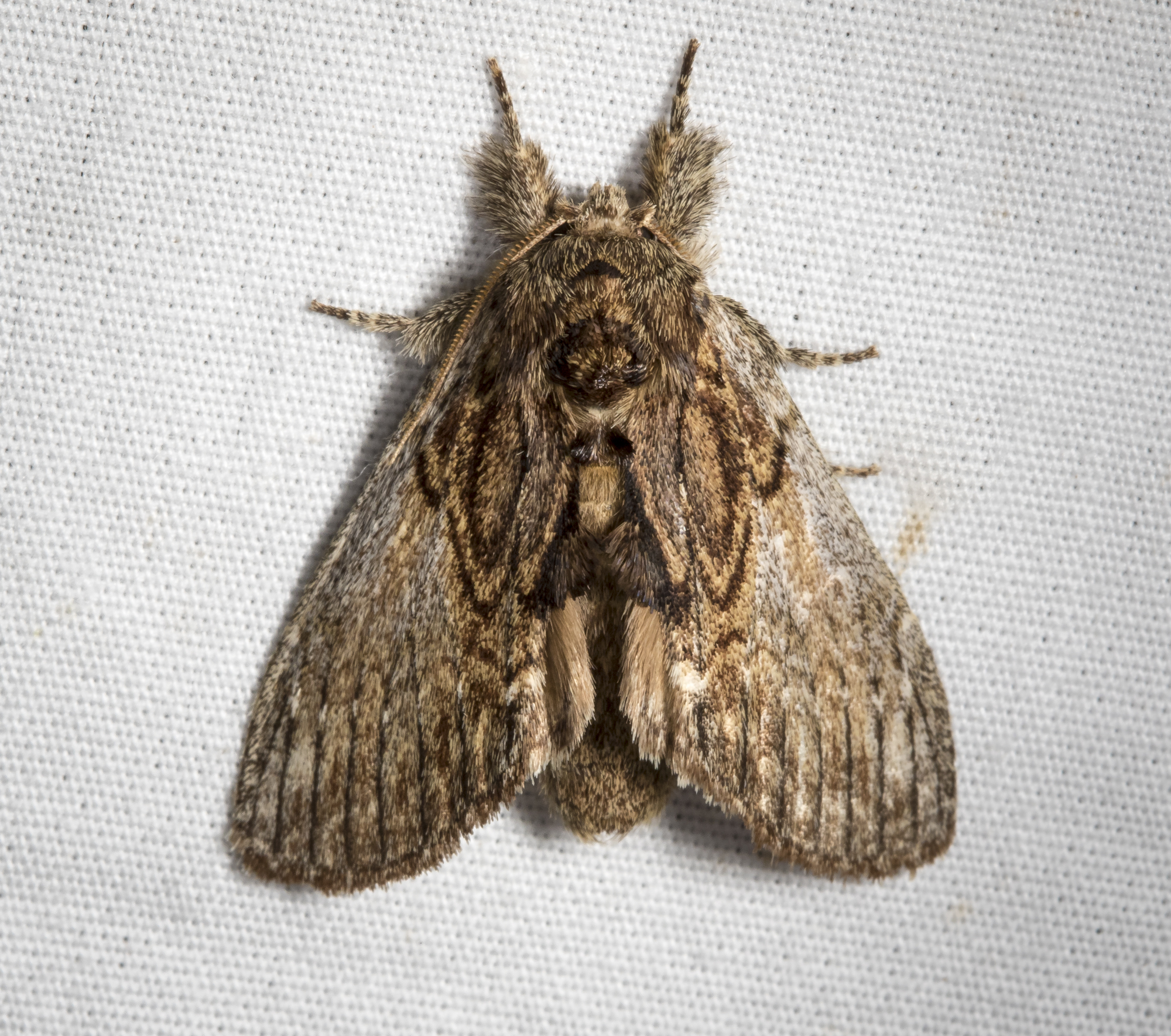 Oval-based prominent