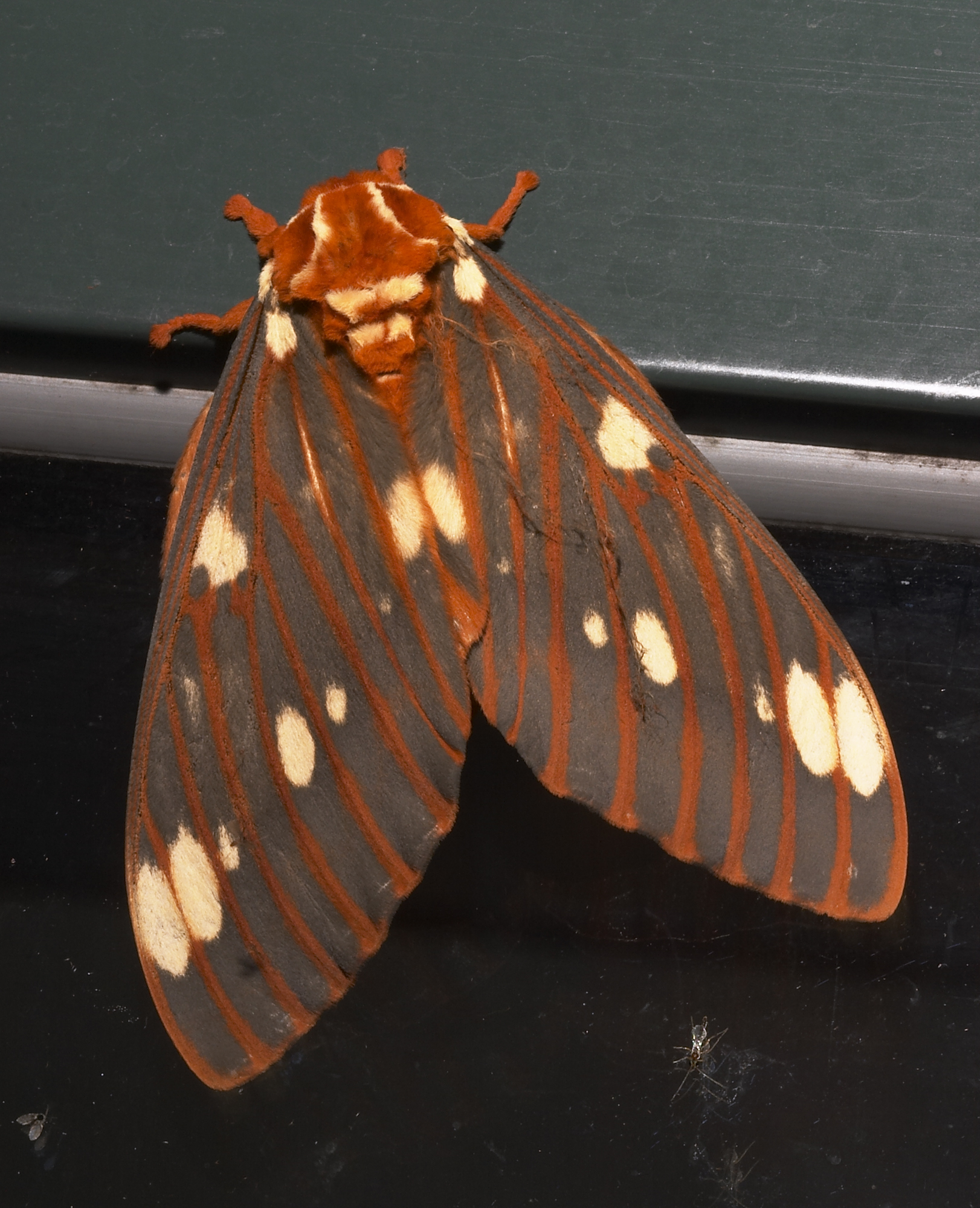 Royal walnut moth