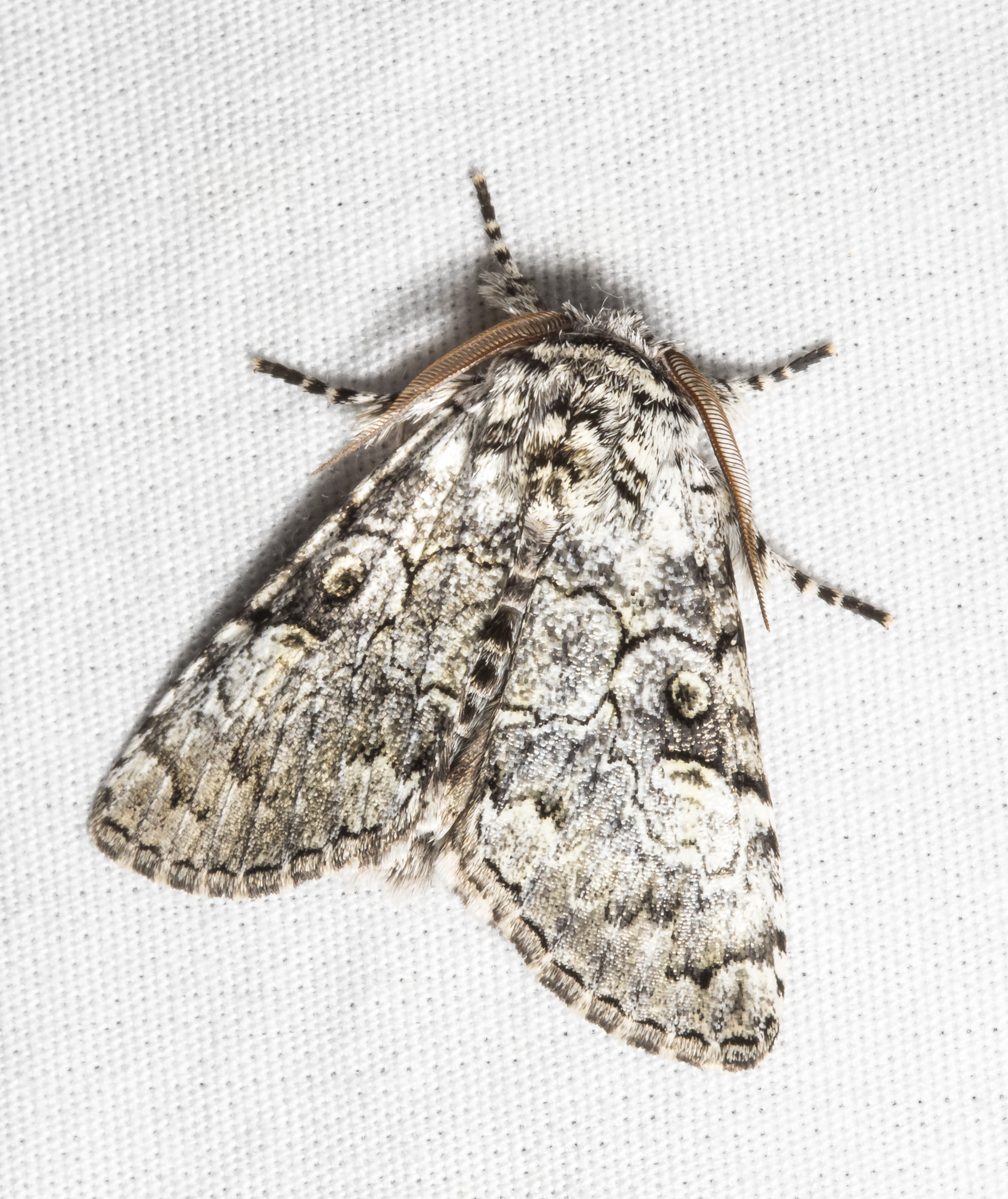 The Laugher, Charadra deridens