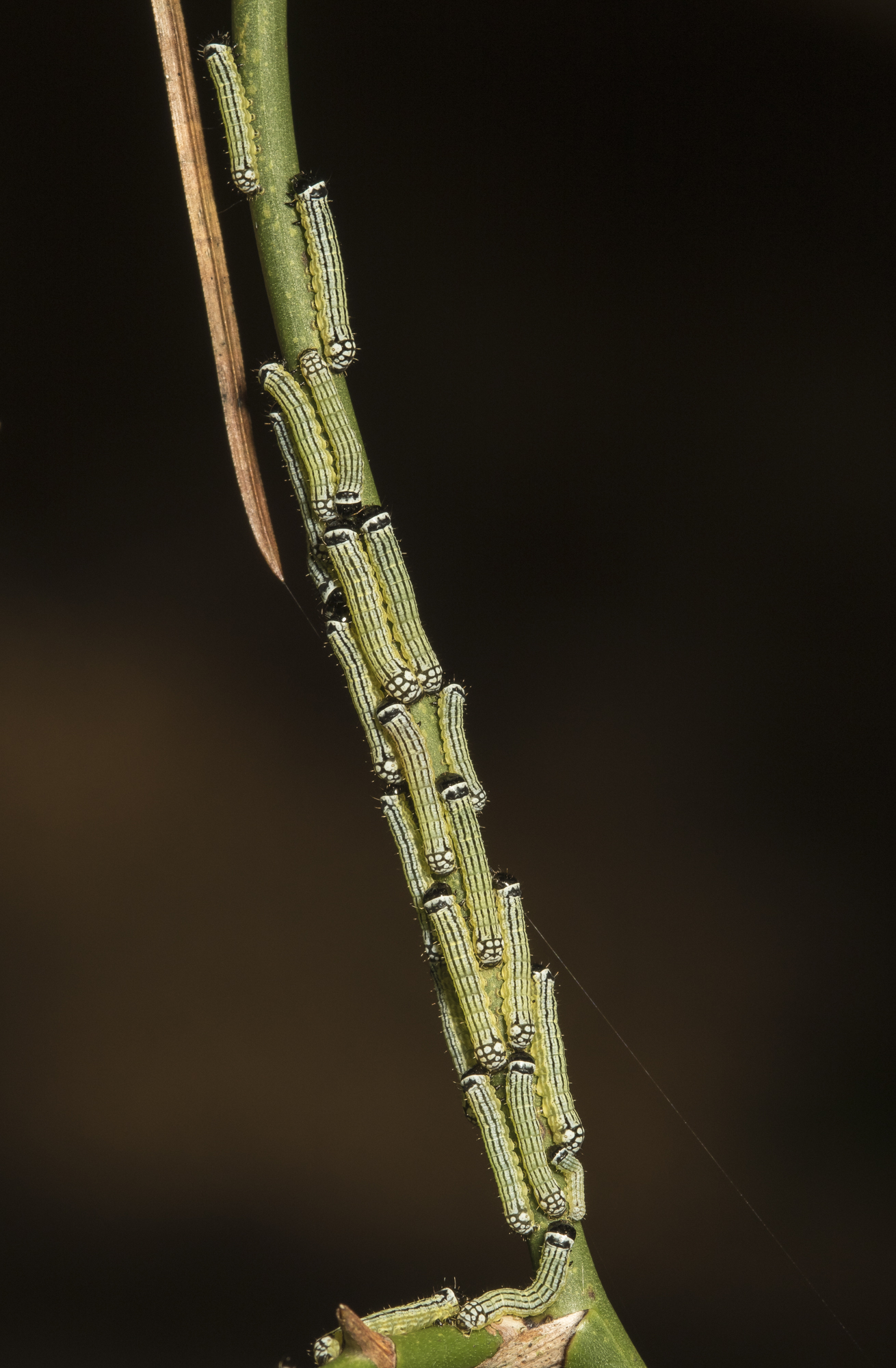 Turbulent Phosphila early instars