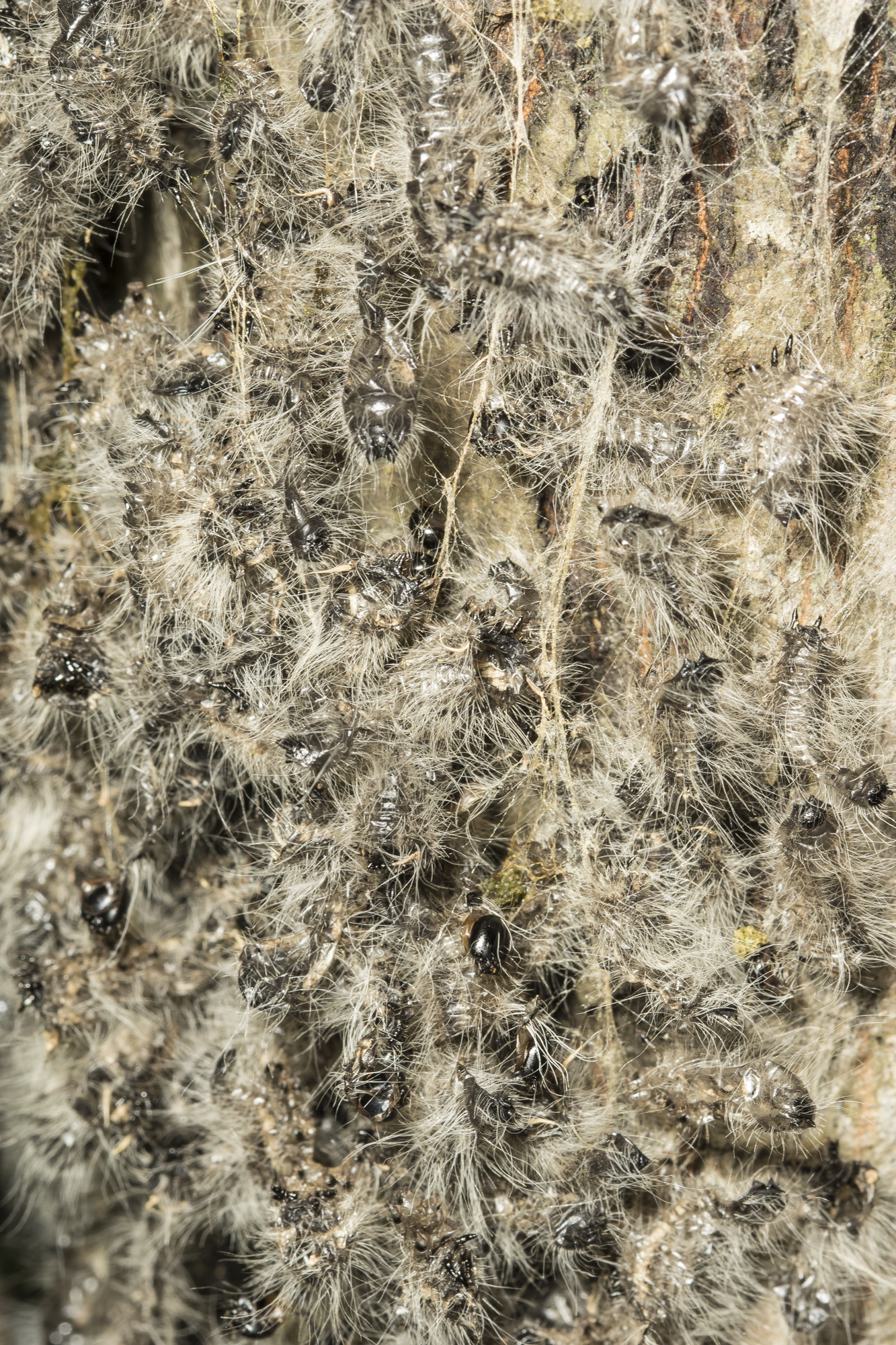 Walnut caterpillar sheds