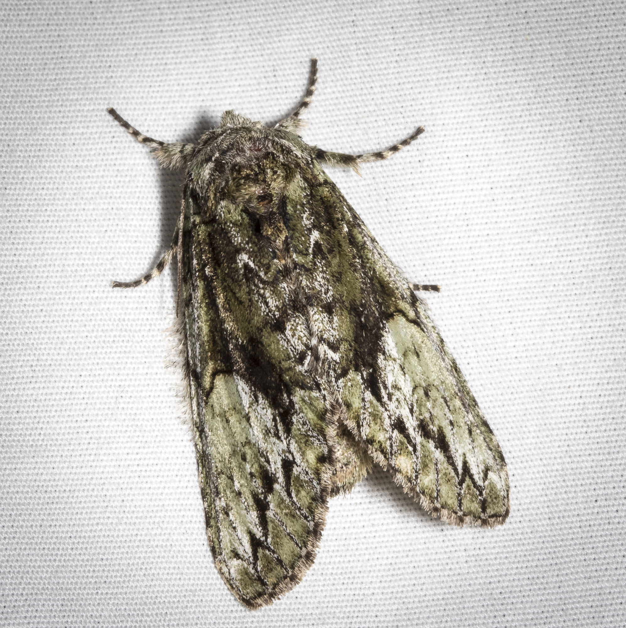 White-blotched heterocampa