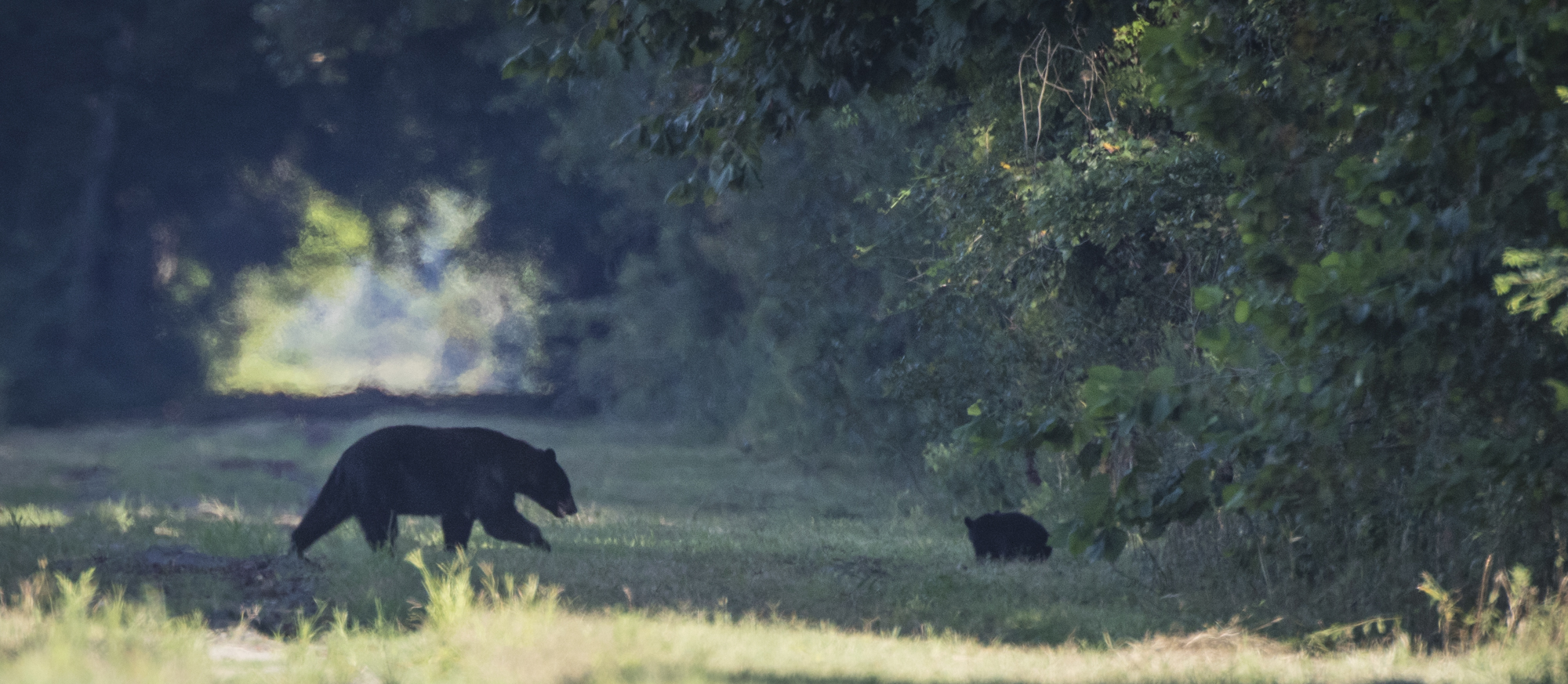 Black bear and cub