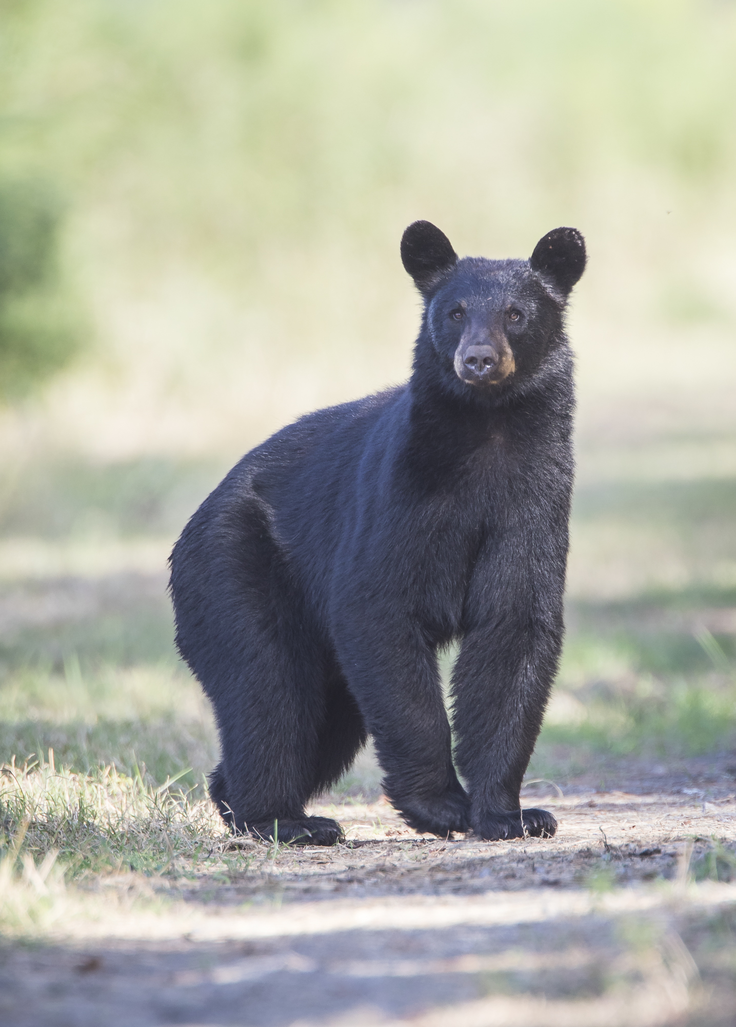 Black bear realizing something is not right