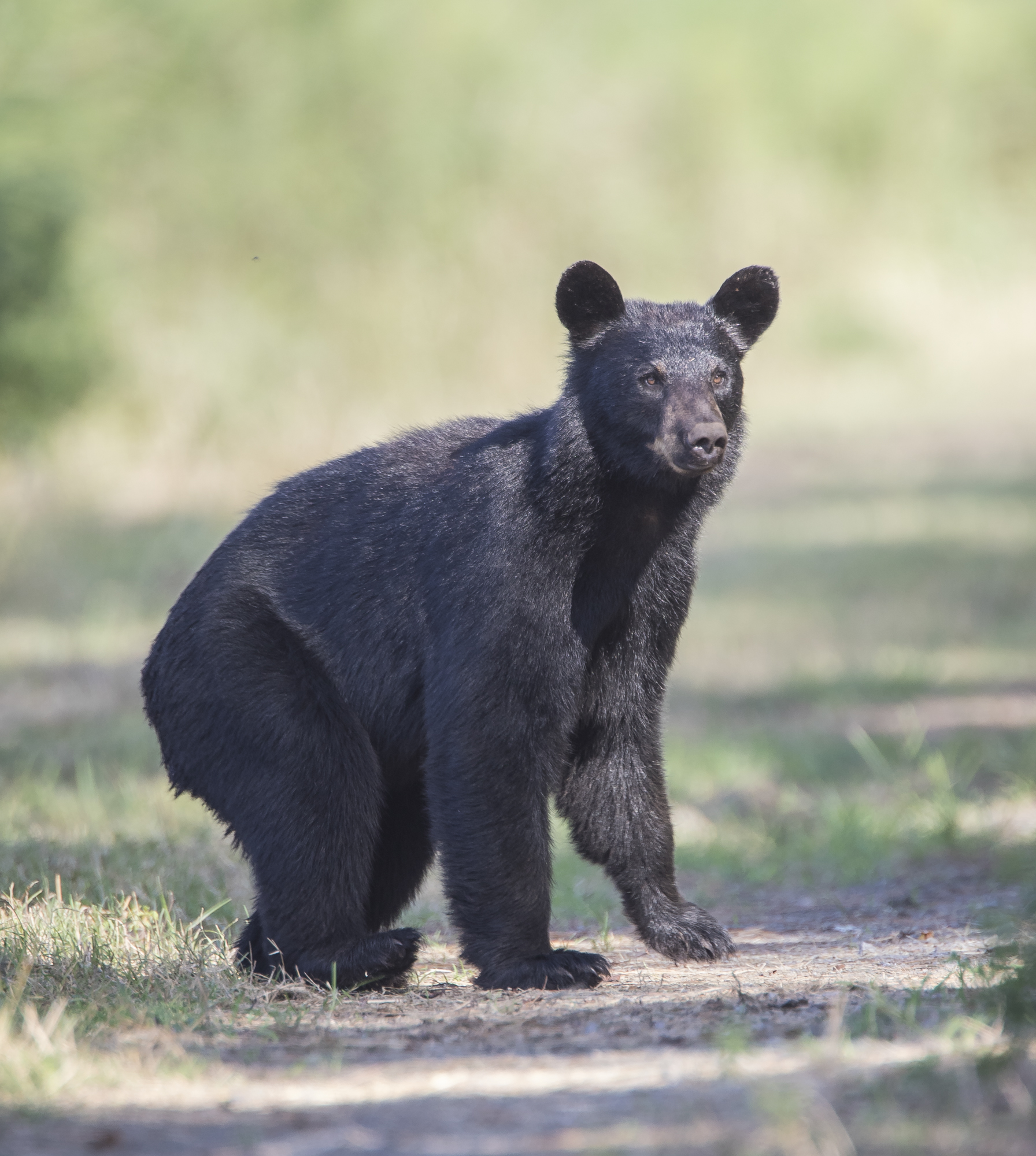 Black bear trying to decide what to do