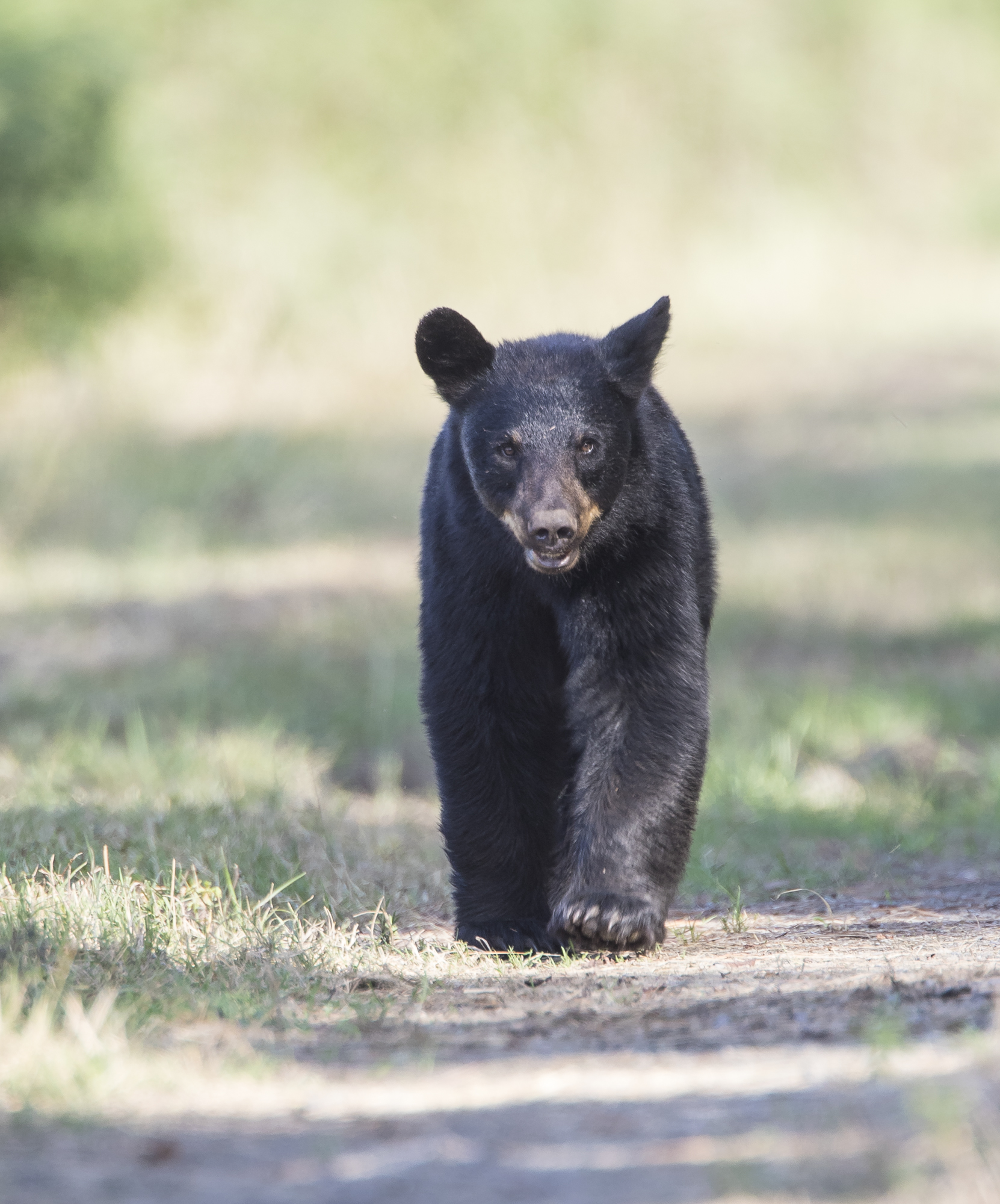 Black bear walking toward us