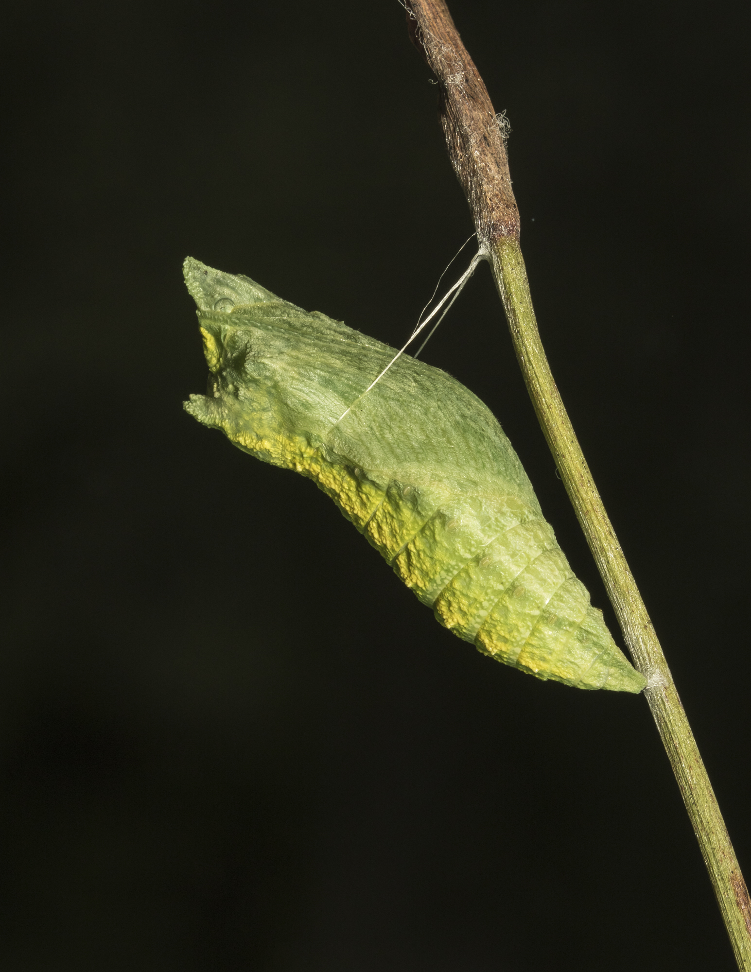 black swallowtail just after chrysalis formed