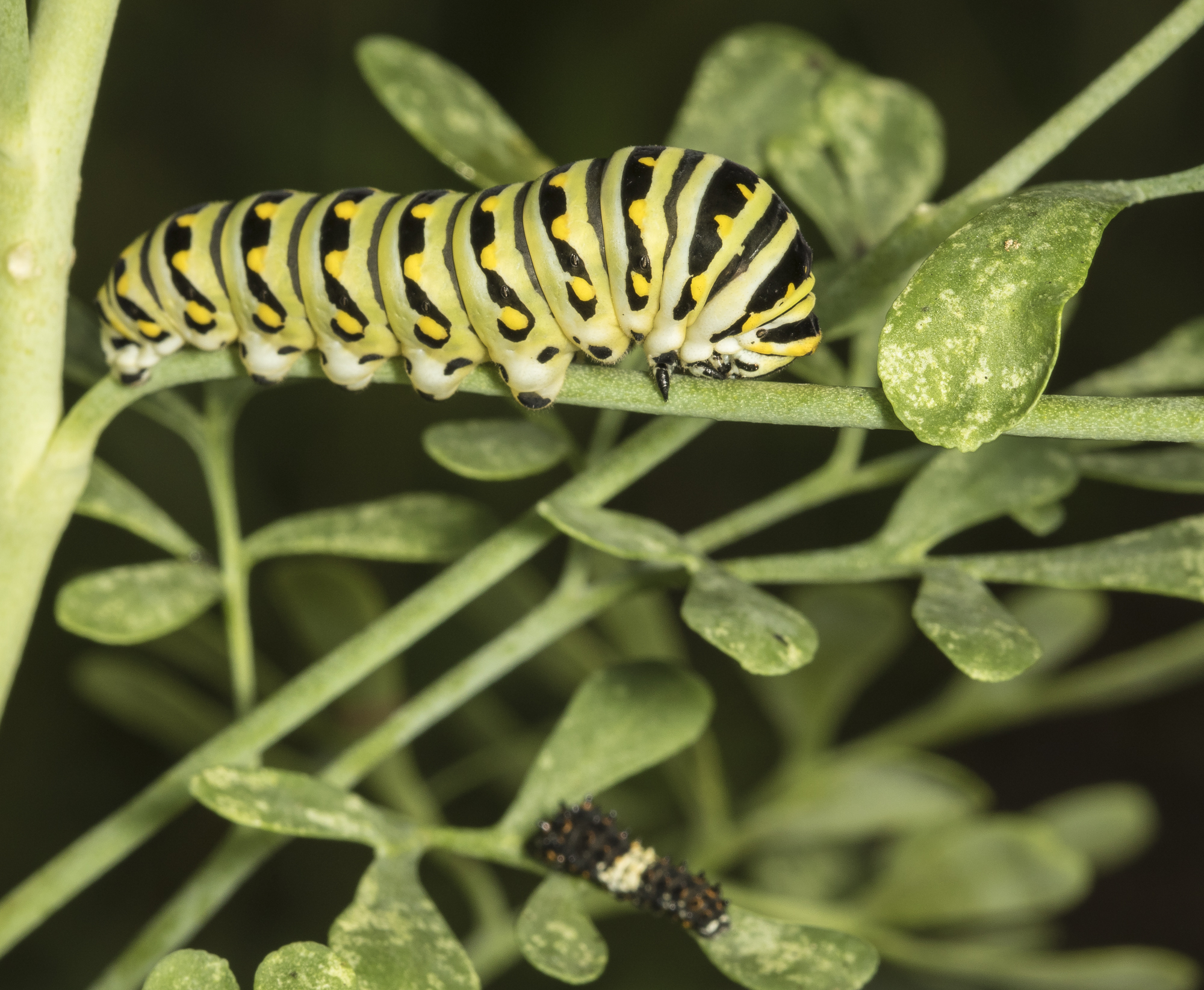 Black swalowtail larvae on rue