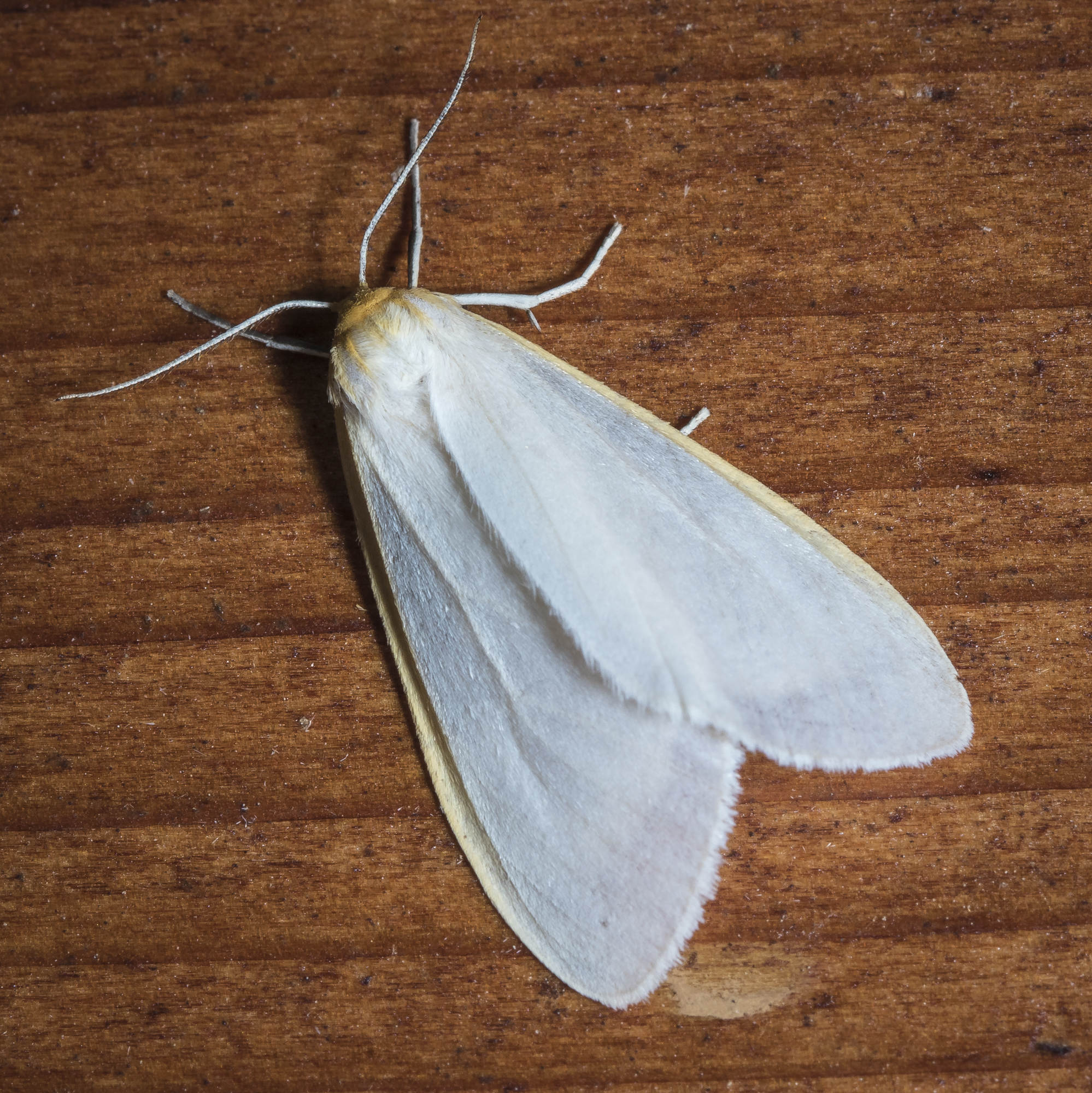 Delicate Cycnia, Cycnia tenera