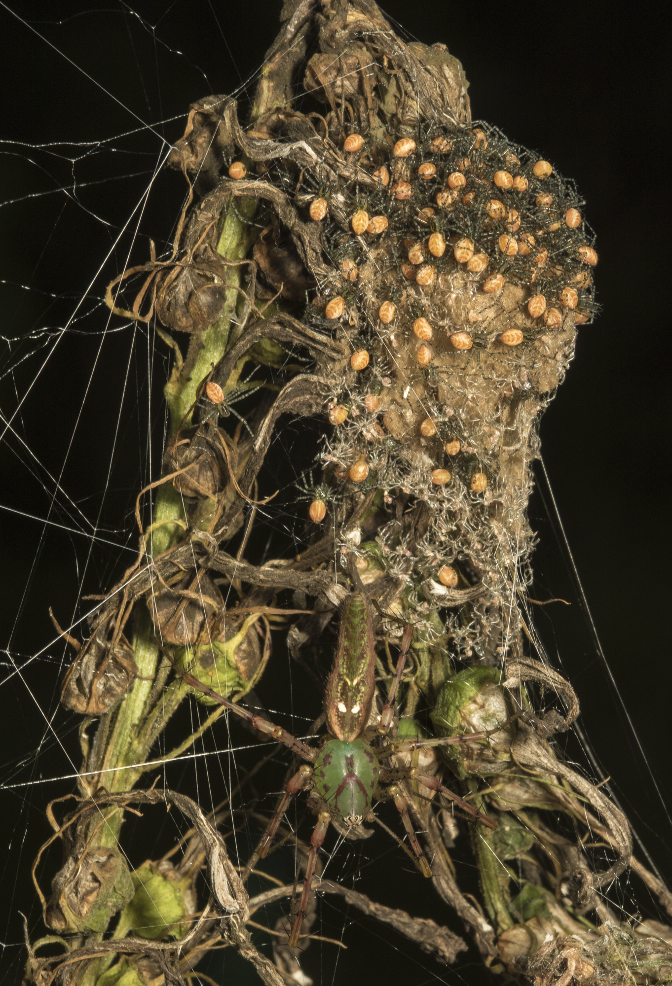 green lgynx spider and young