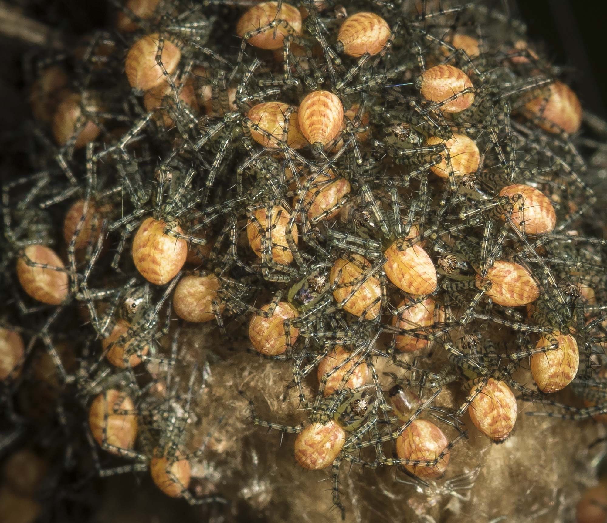 green lynx spiderlings up close