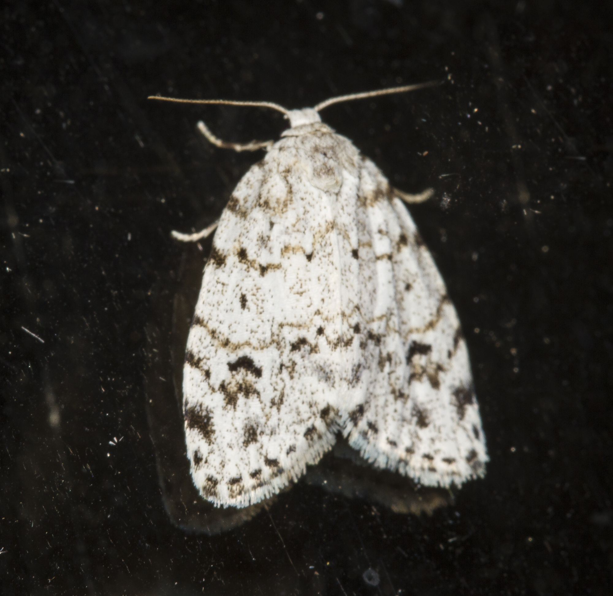 Little white lichen moth, Clemensia albata