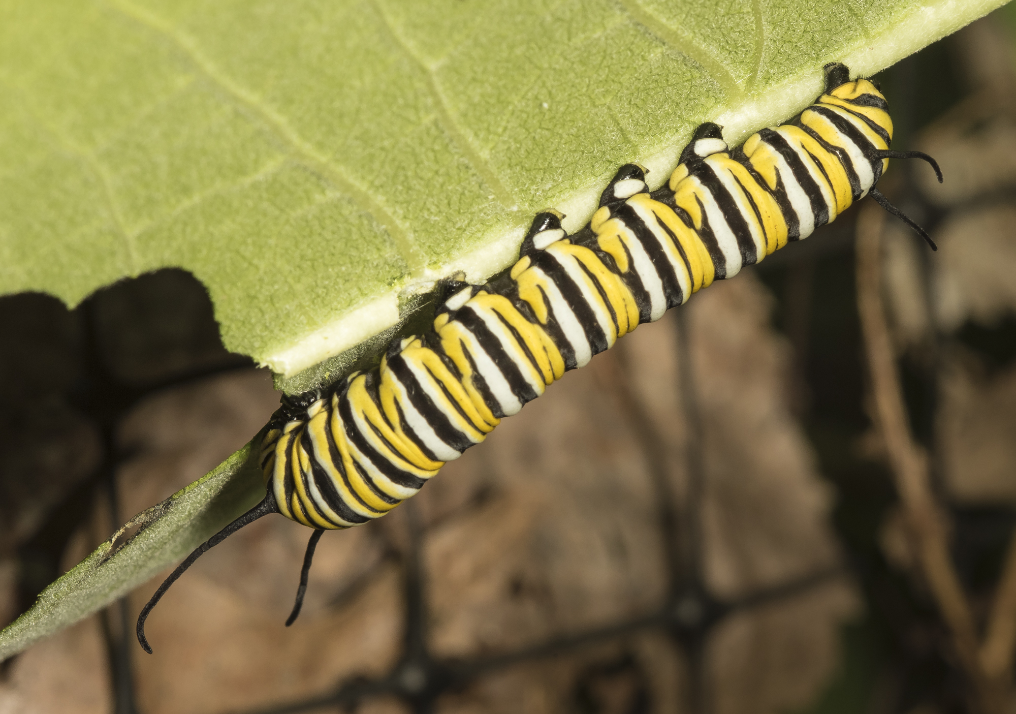 Monarch larva, last instar