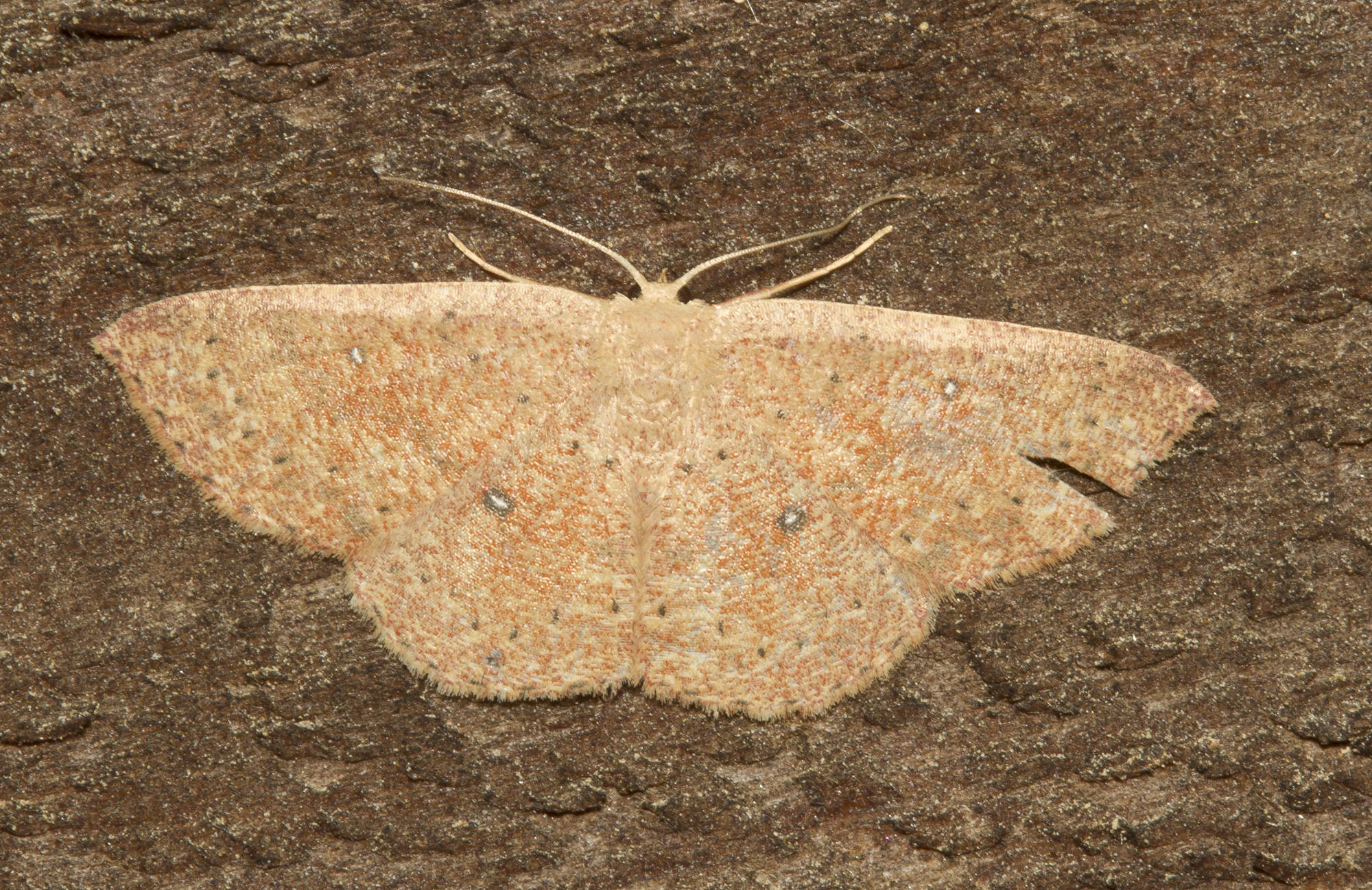 Packard's wave, Cyclophora packardi