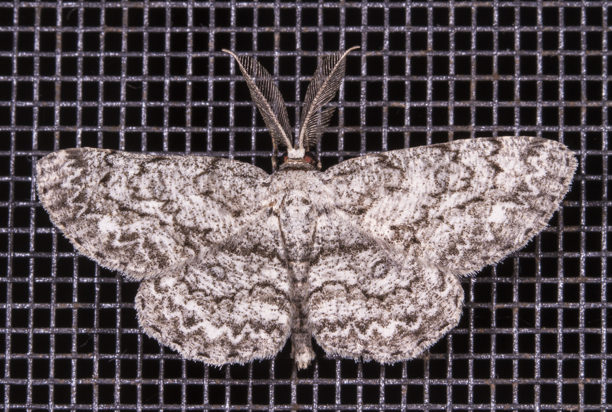 Pale-winged Gray, Iridopsis ephyraria