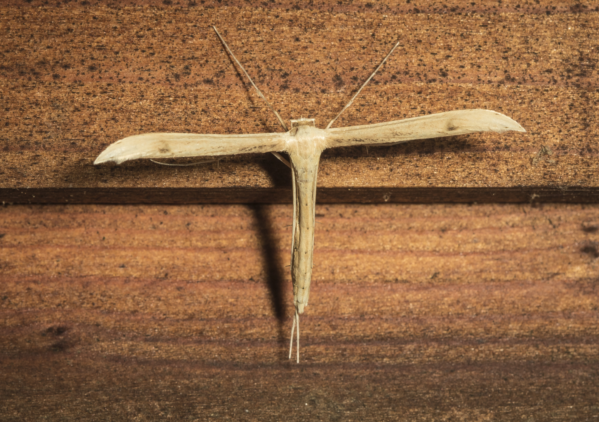 Plume moth