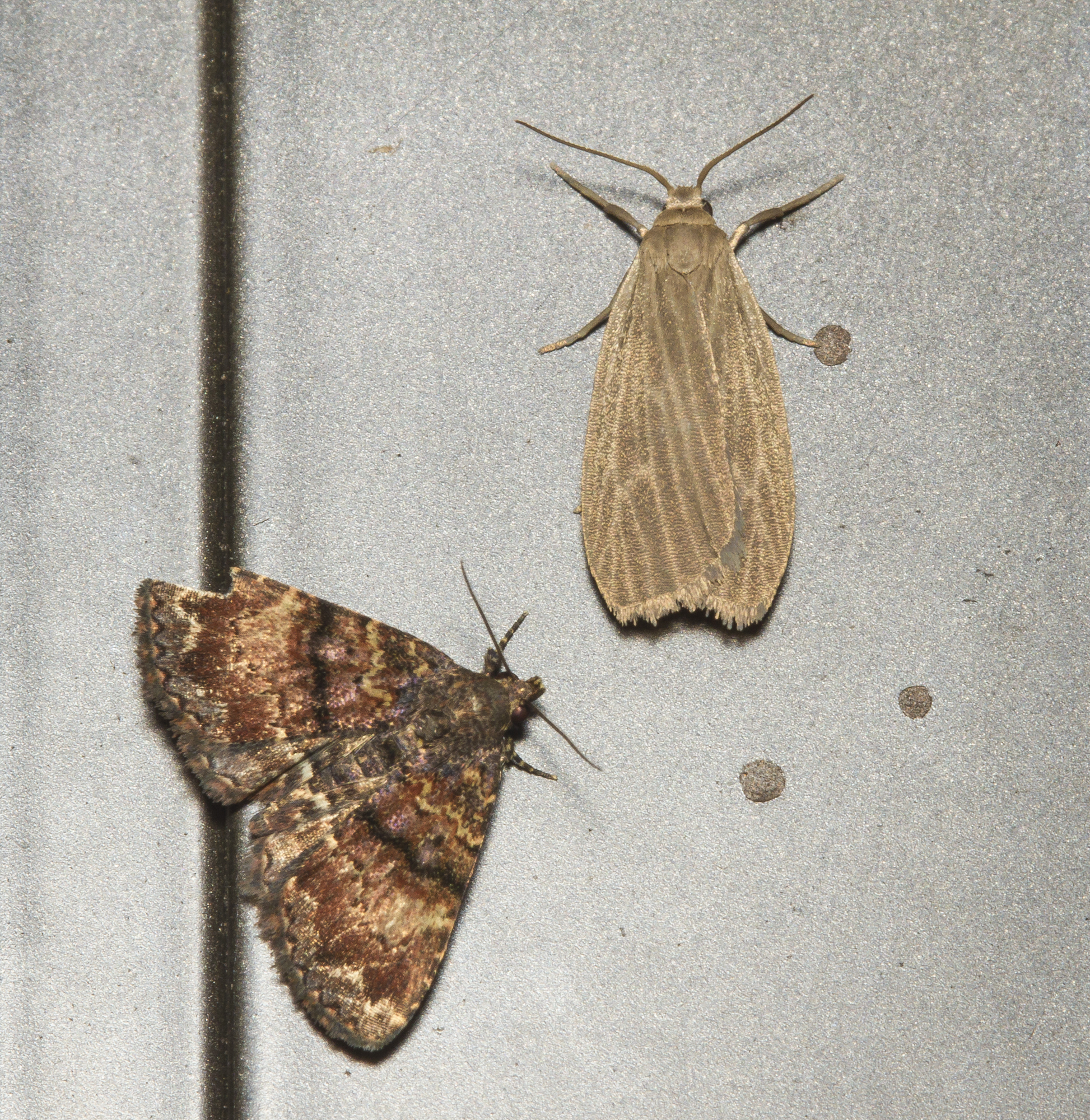 Richard's Fungus Moth (lower left), Metalectra richardsi