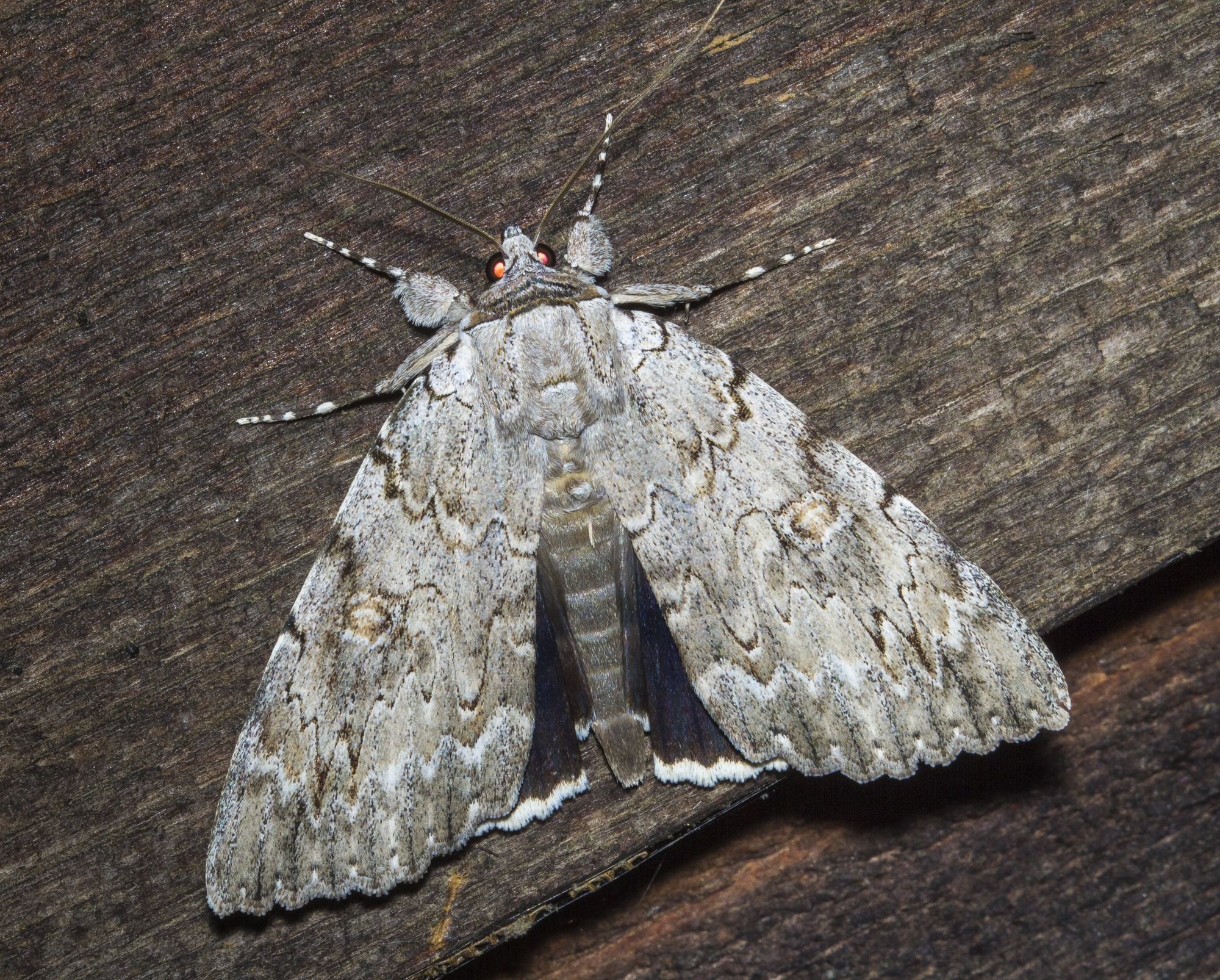 Robinson's underwing, Catocala robinsonii, wings spread
