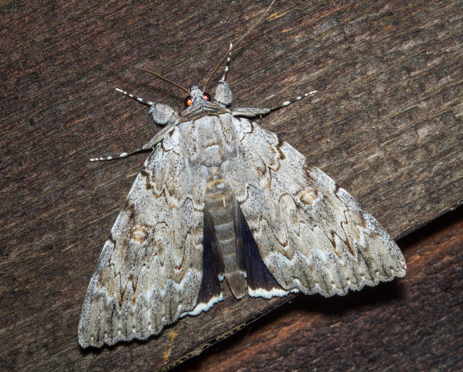 Moths in a Storm – Roads End Naturalist