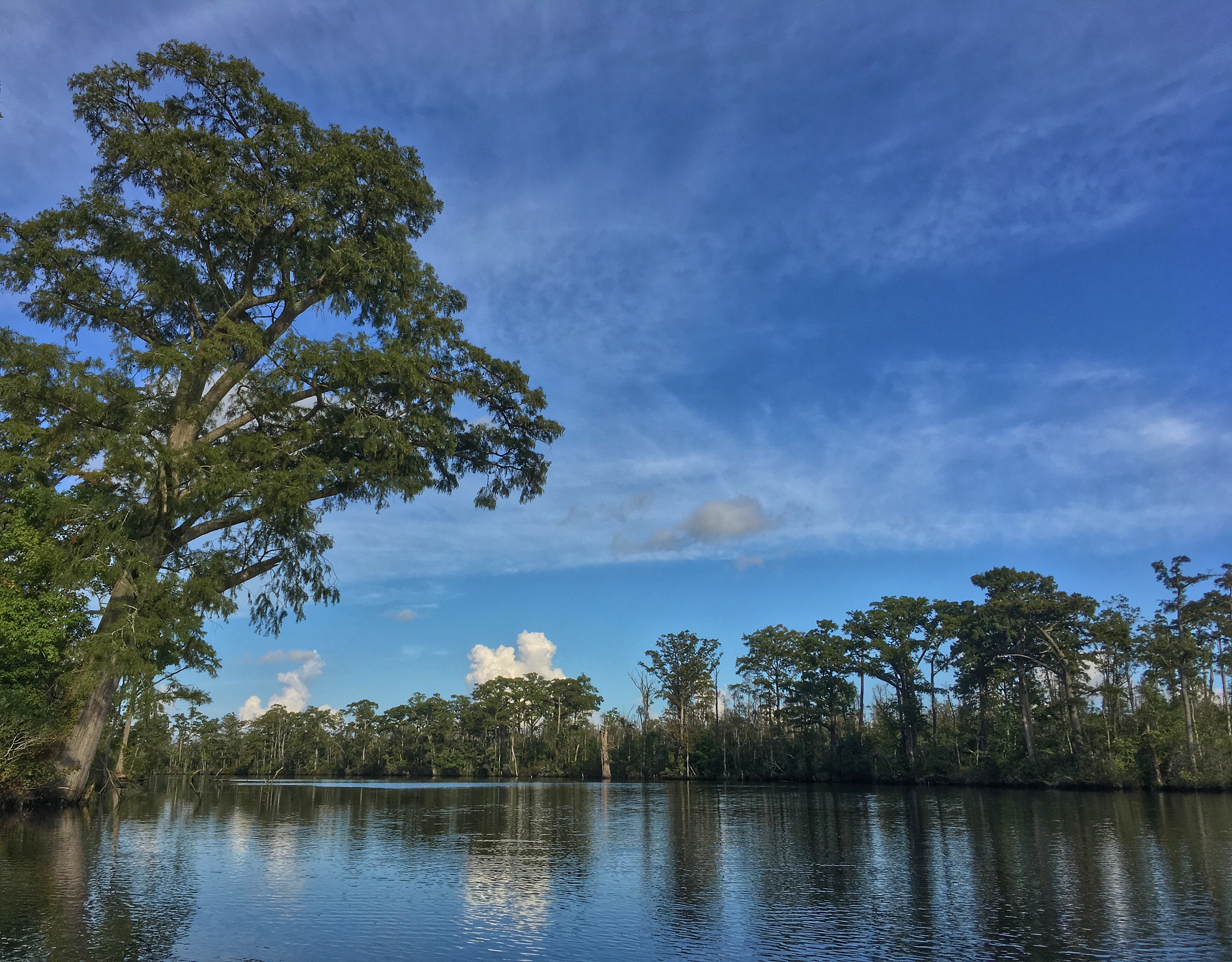 Scuppernong lower reaches