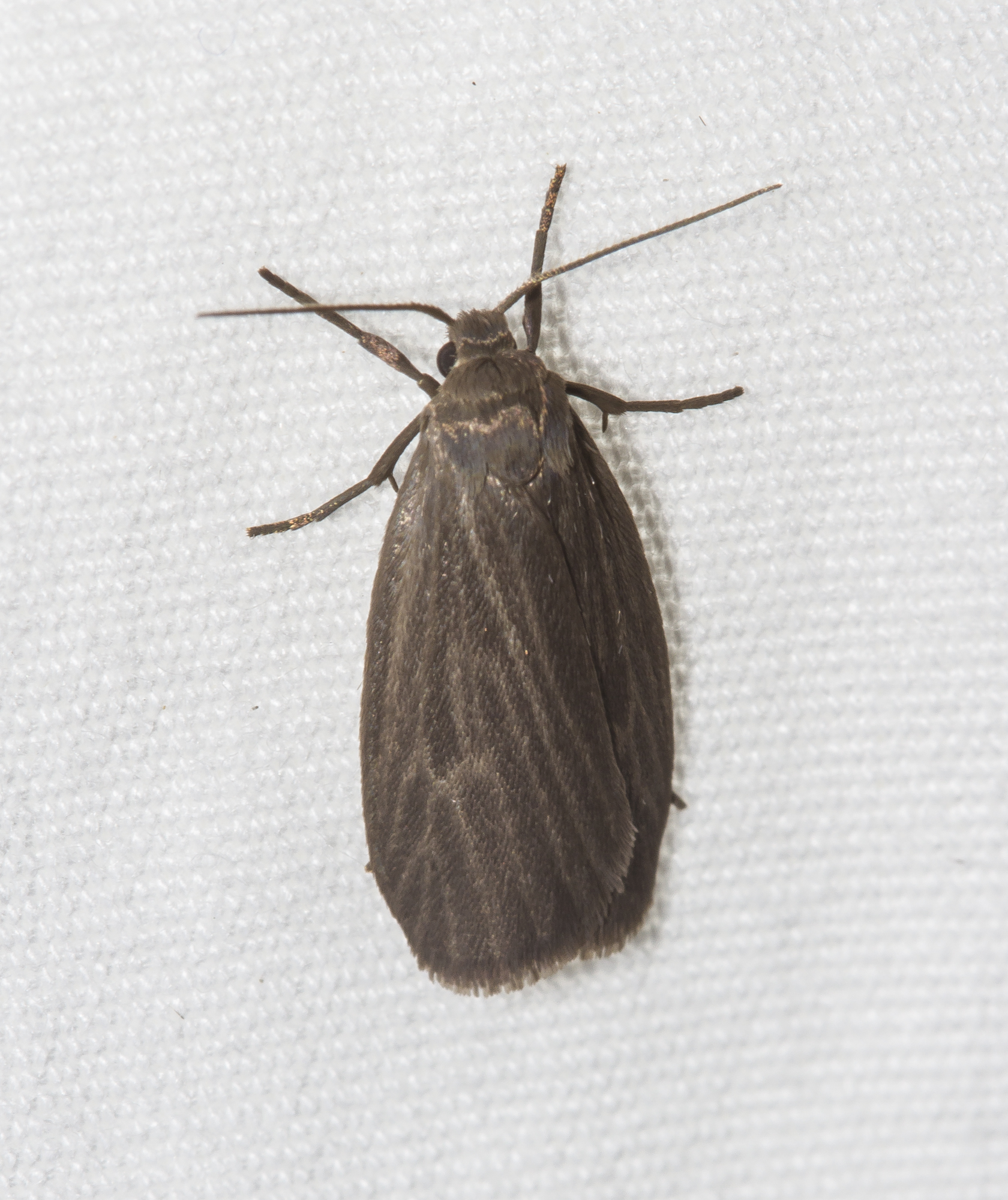 Uniform lichen moth, Crambidia uniformis